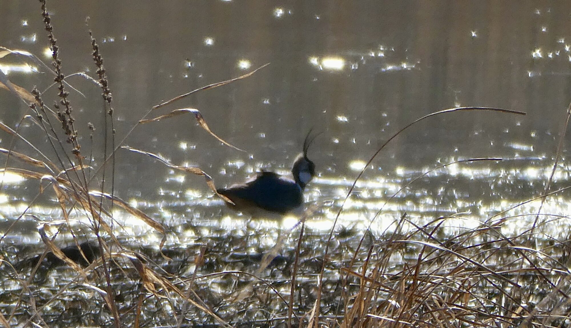 Valokuvaaja: Liisa Niiva-Korpela