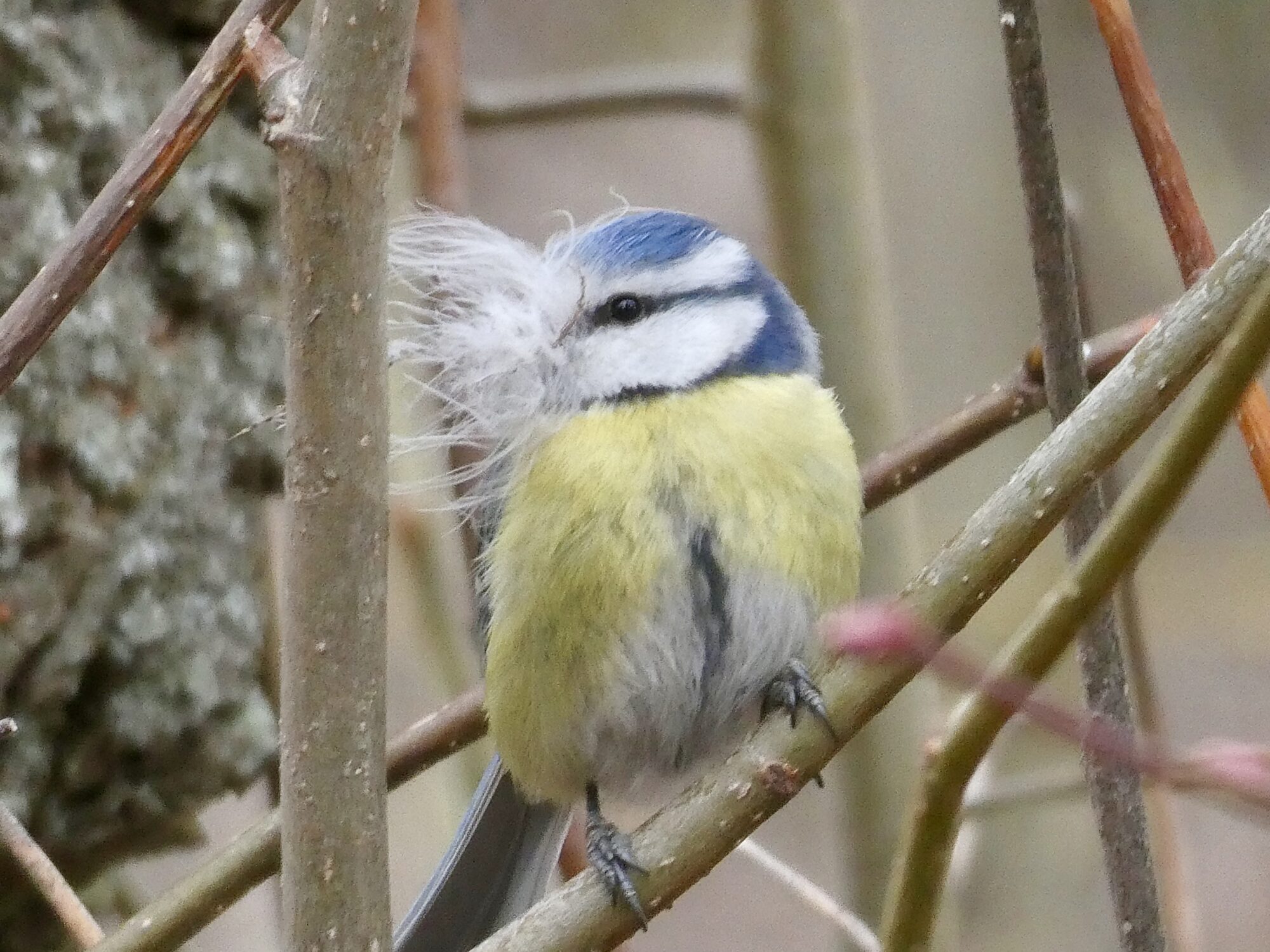 Valokuvaaja: Liisa Niiva-Korpela