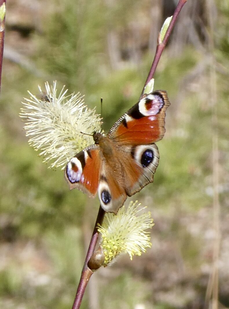 Valokuvaaja: Liisa Niiva-Korpela