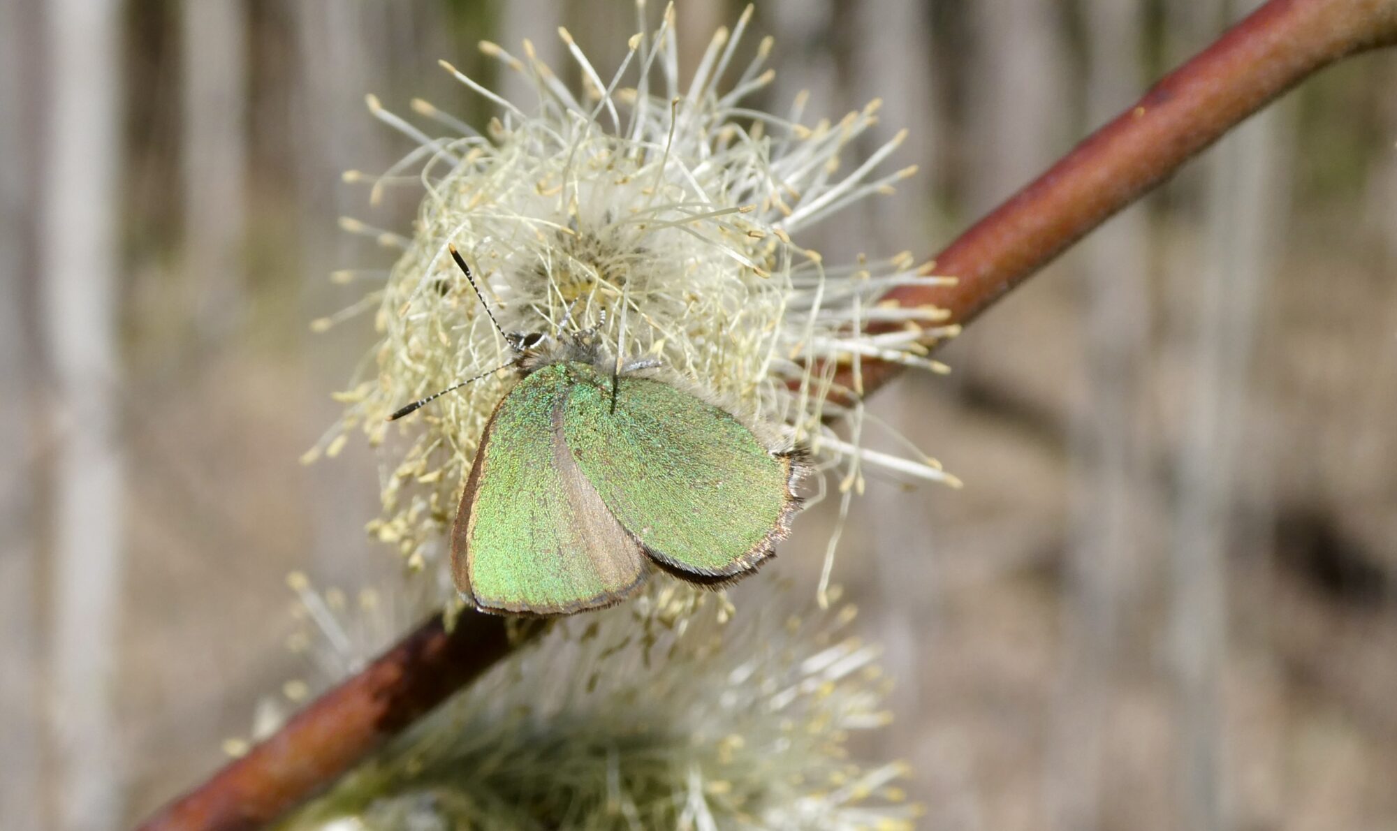 Valokuvaaja: Liisa Niiva-Korpela
