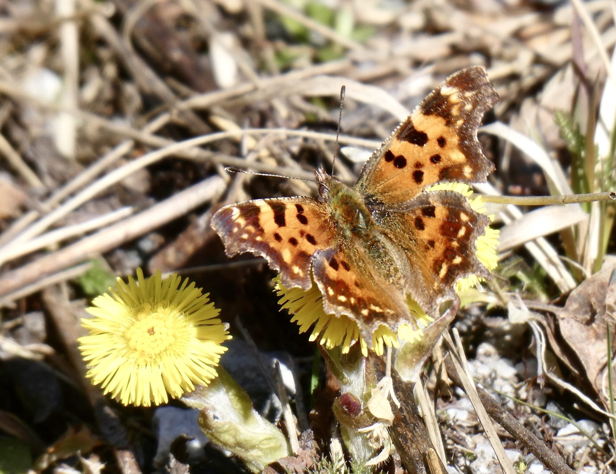 Valokuvaaja: Liisa Niiva-Korpela