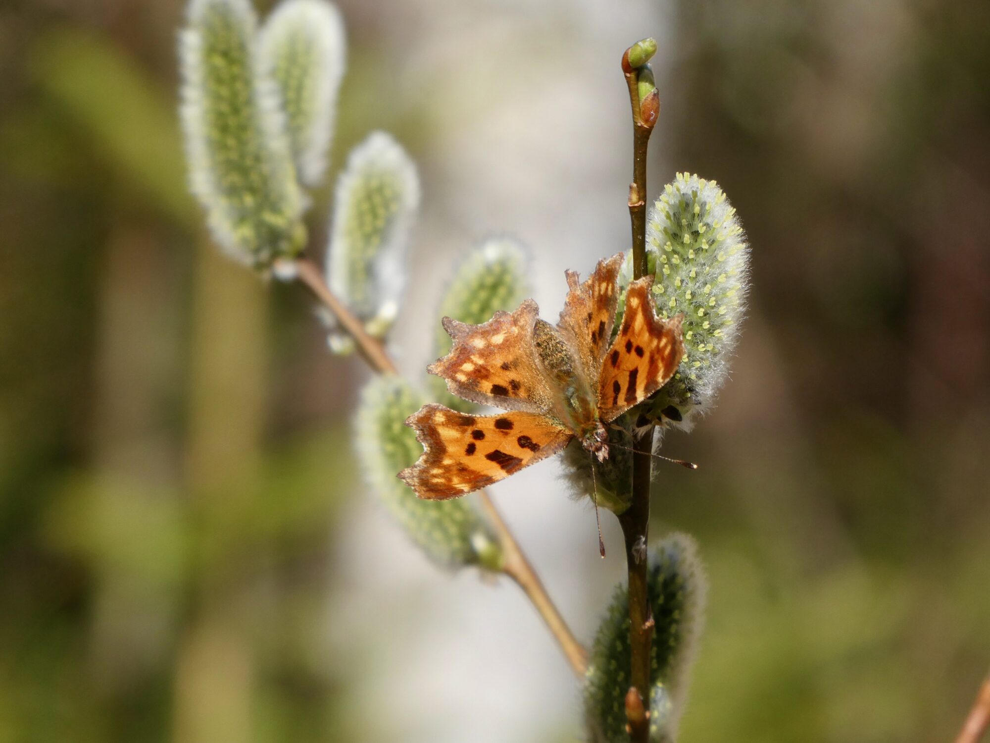 Valokuvaaja: Liisa Niiva-Korpela