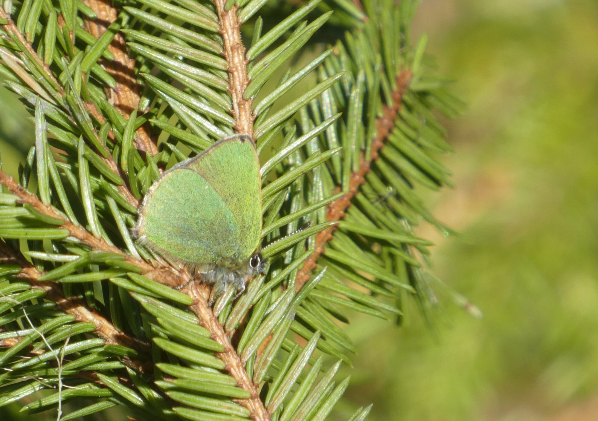 Valokuvaaja: Anja Mustamaa