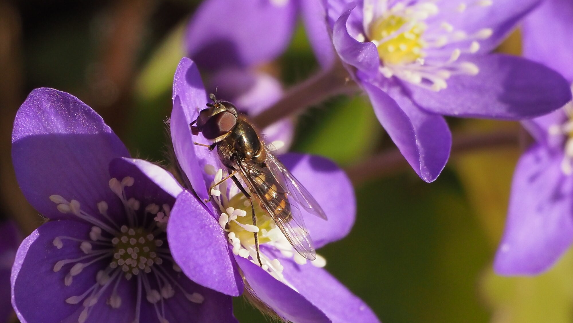 Valokuvaaja: Arja Valtonen