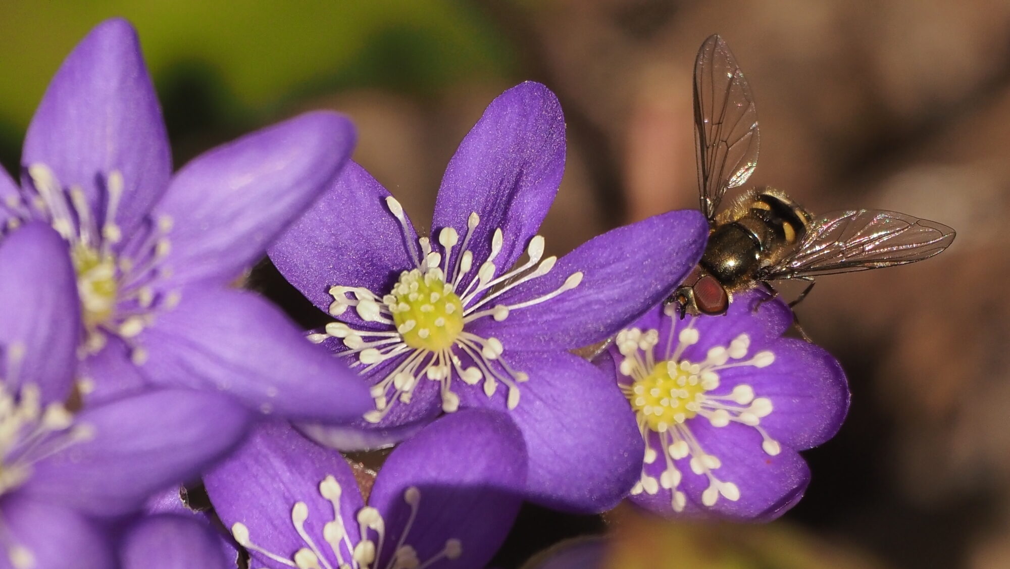 Valokuvaaja: Arja Valtonen