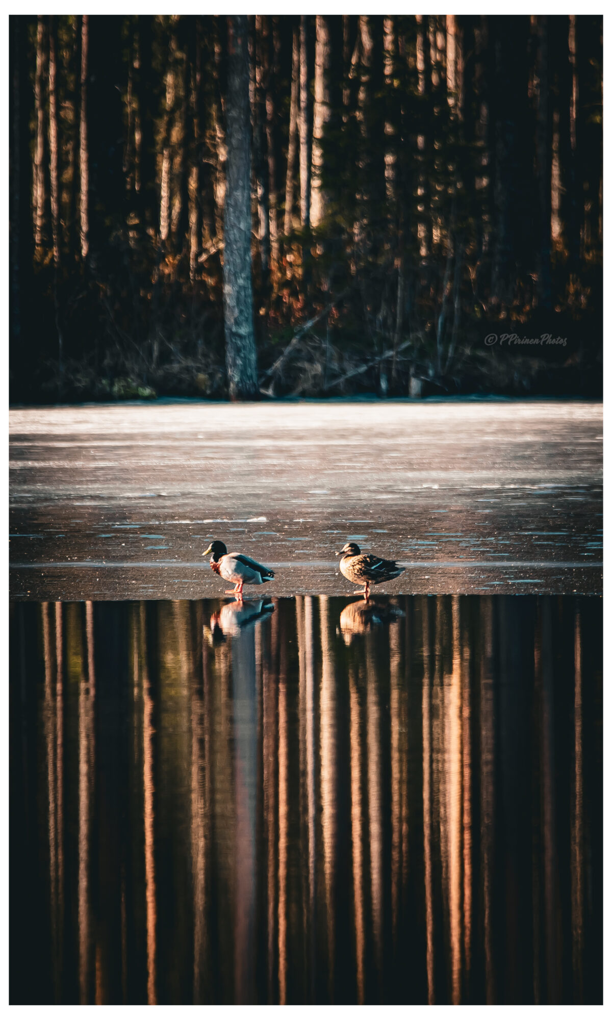 Valokuvaaja: Pasi Pirinen(PPirinenPhotos)