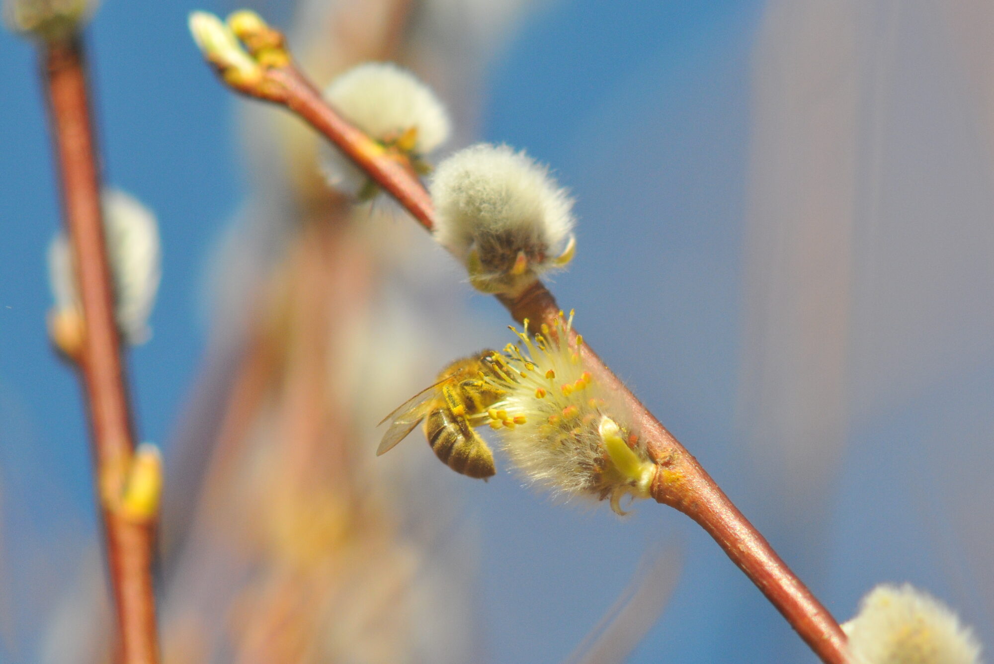 Valokuvaaja: Kaarlo Asikainen