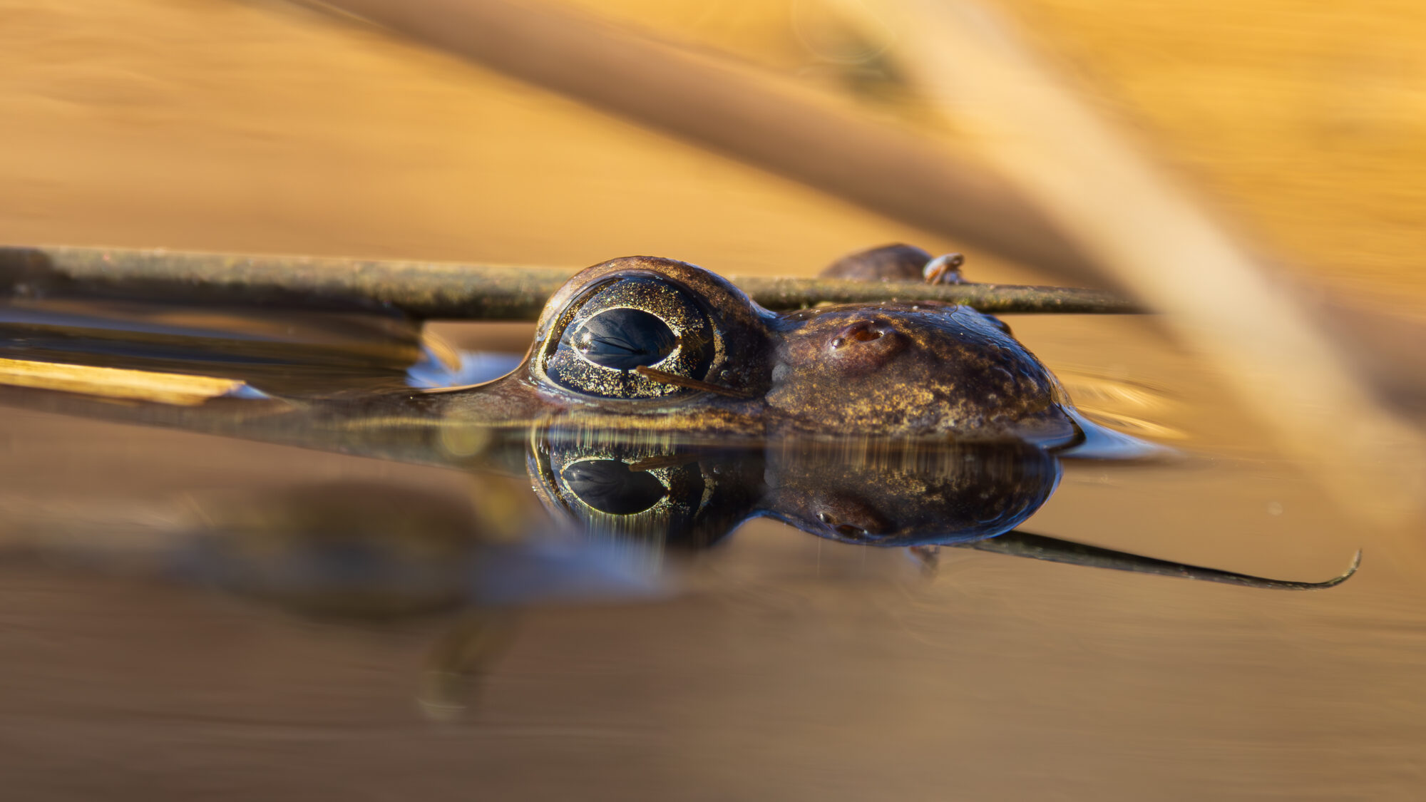Valokuvaaja: Jerome Tornikoski