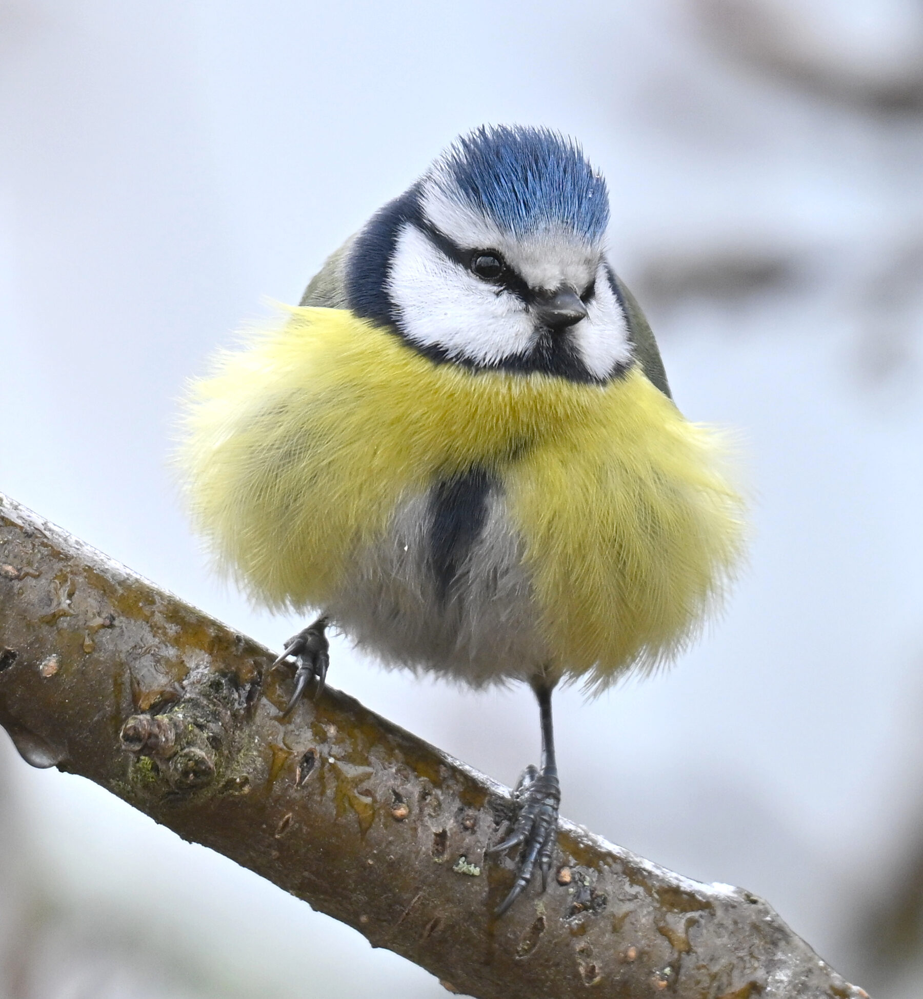 Valokuvaaja: Päivi Kiiskinen-Mustonen