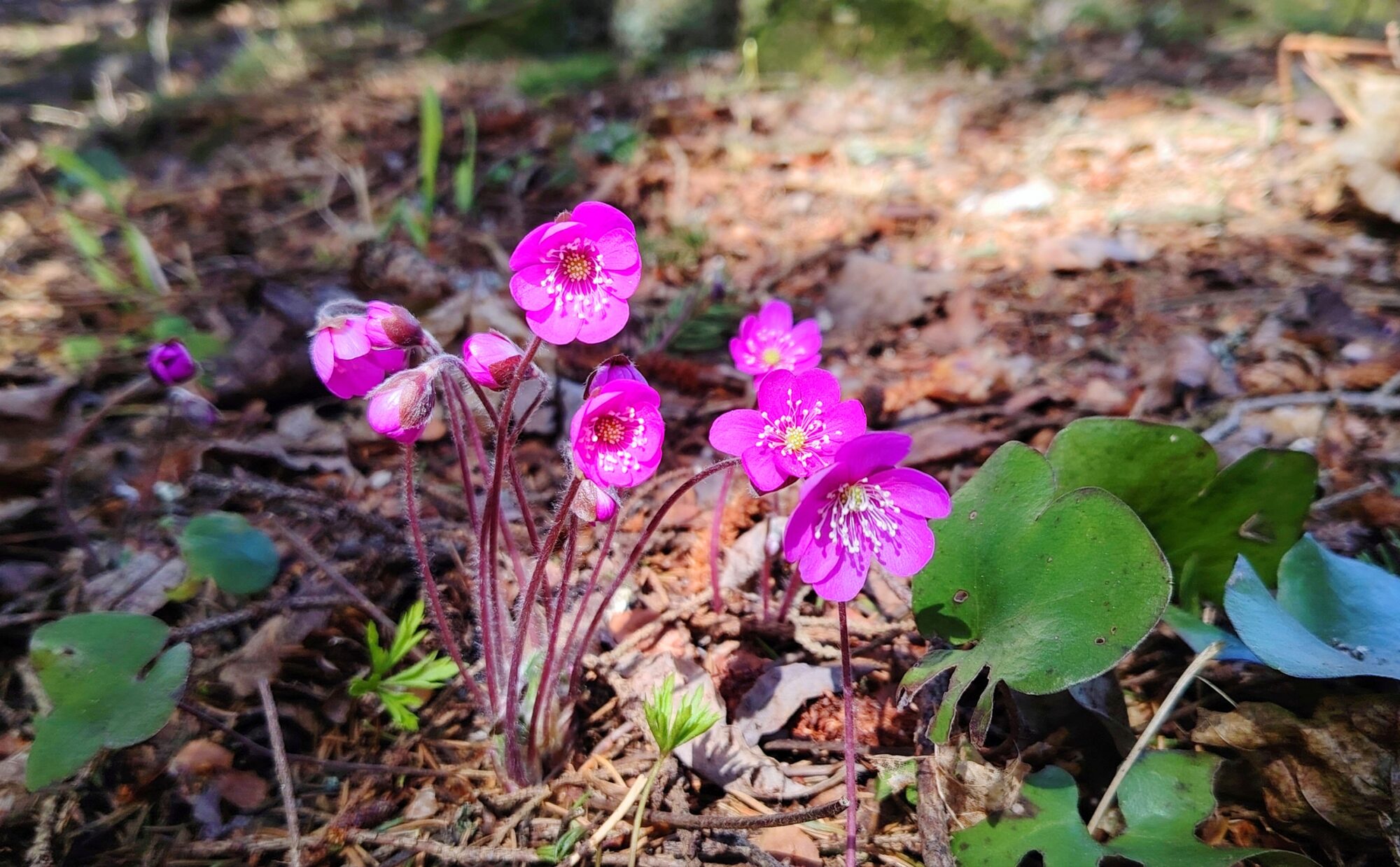 Valokuvaaja: Paula Savelius-Kontinen