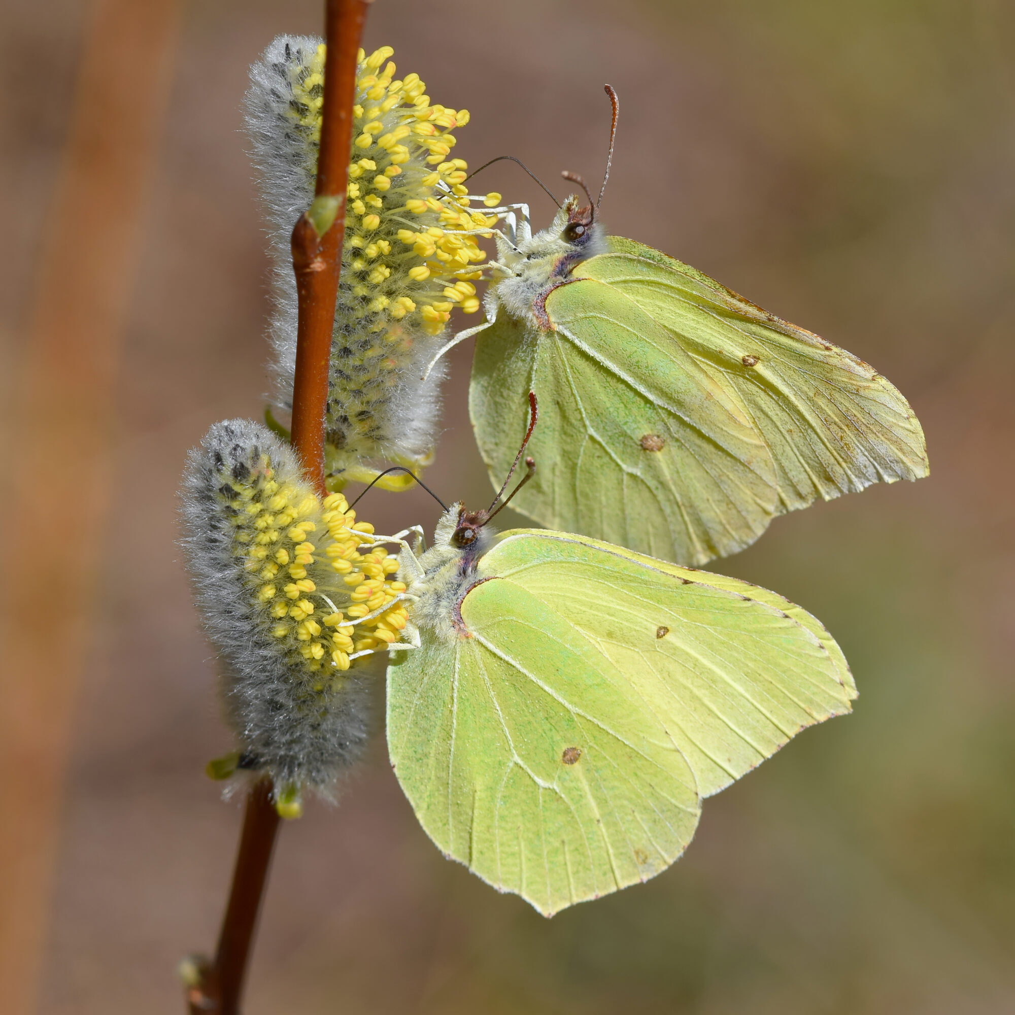 Valokuvaaja: Päivi Kiiskinen-Mustonen