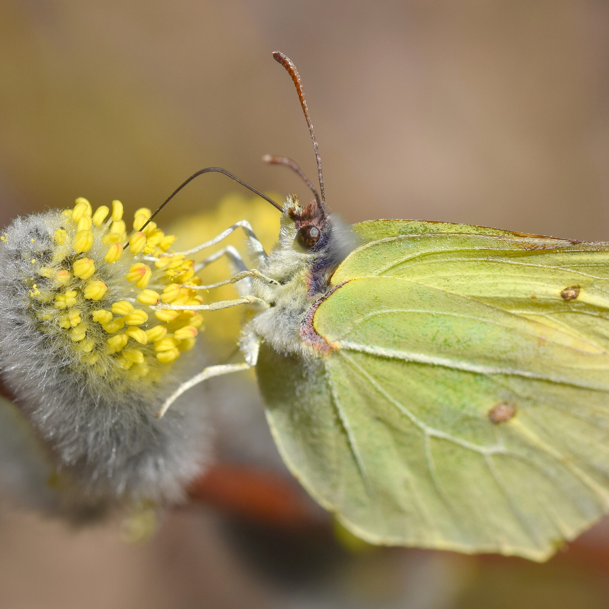 Valokuvaaja: Päivi Kiiskinen-Mustonen