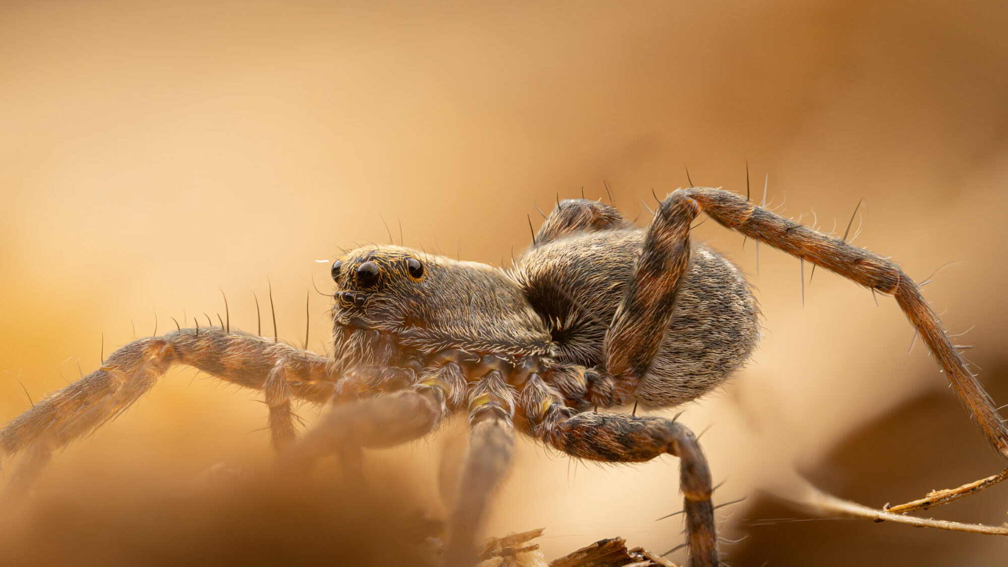 Valokuvaaja: Jerome Tornikoski