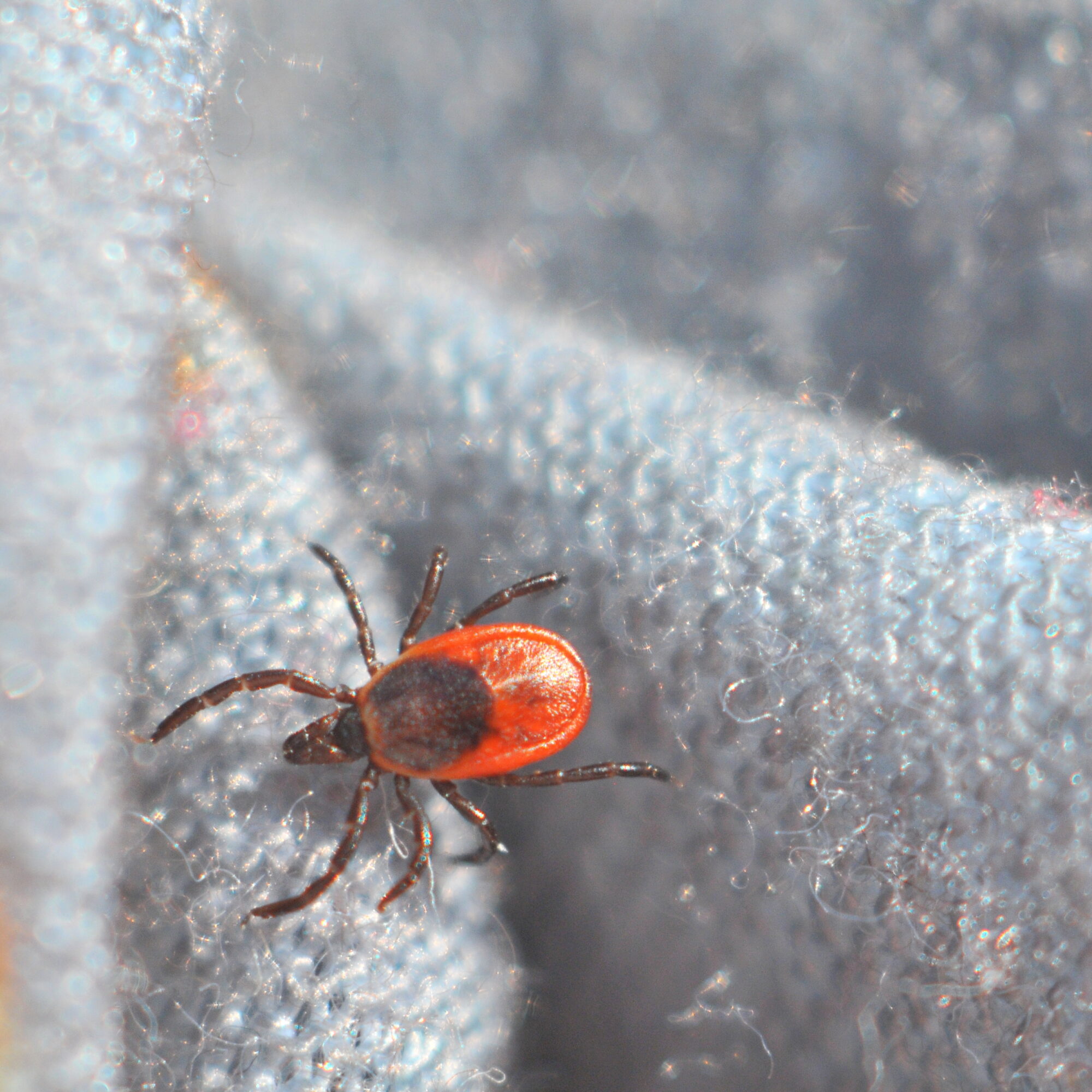 Valokuvaaja: Kaarlo Asikainen