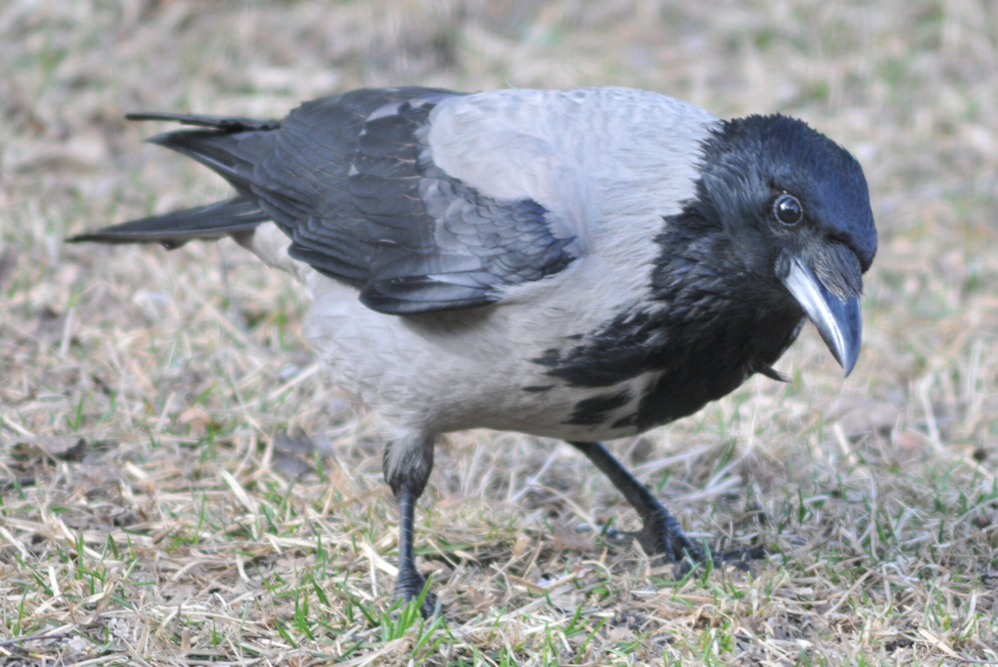 Valokuvaaja: Kaarlo Asikainen