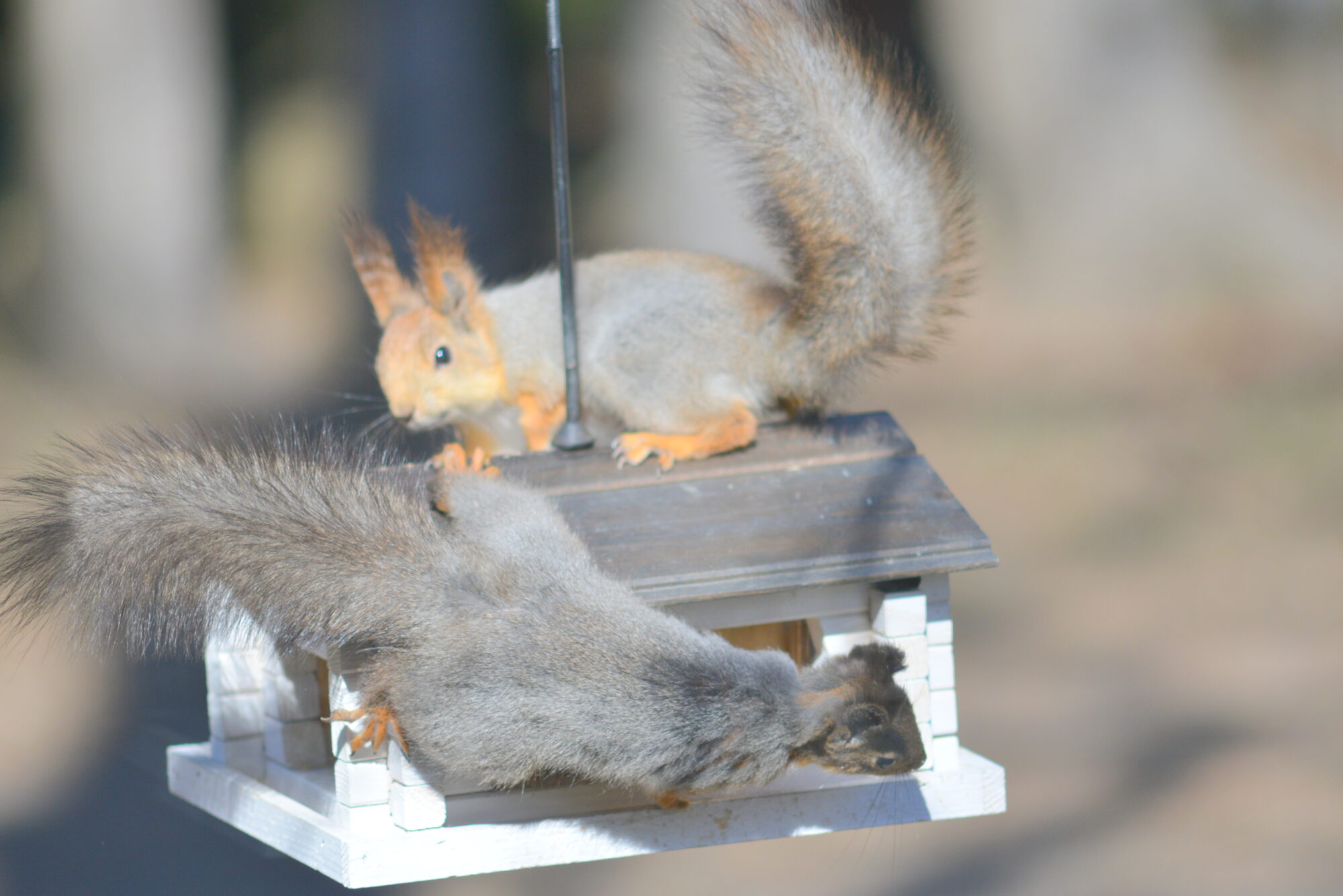 Valokuvaaja: Kaarlo Asikainen