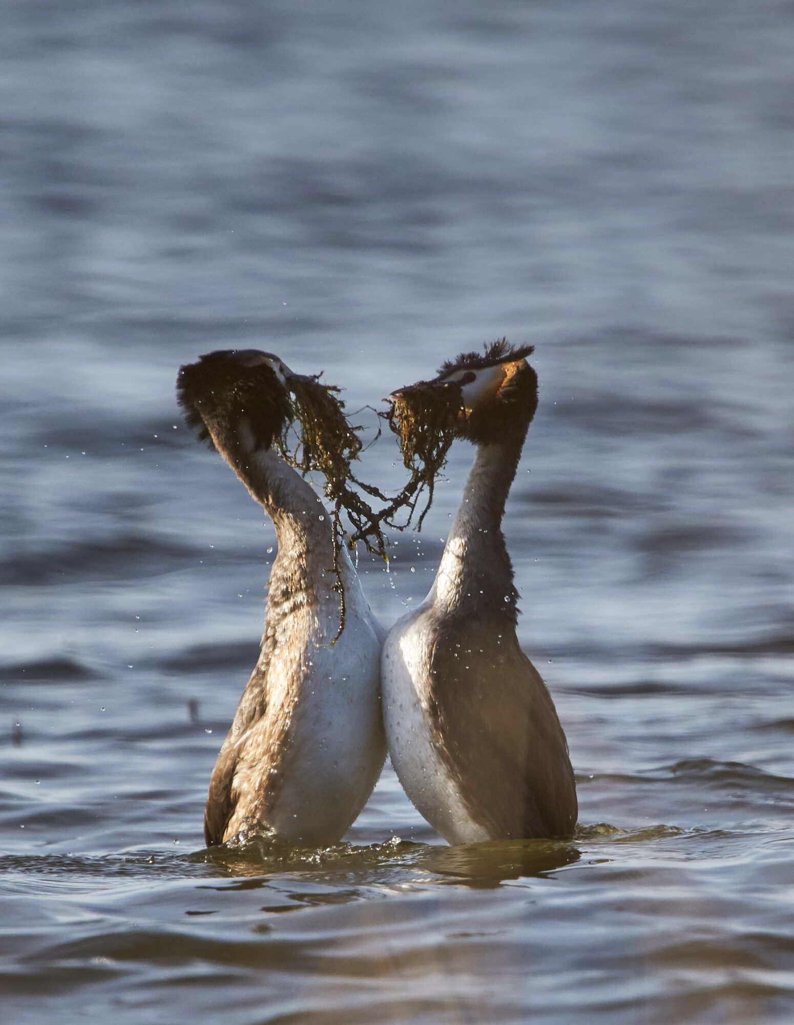 Valokuvaaja: Tarja Kouvo
