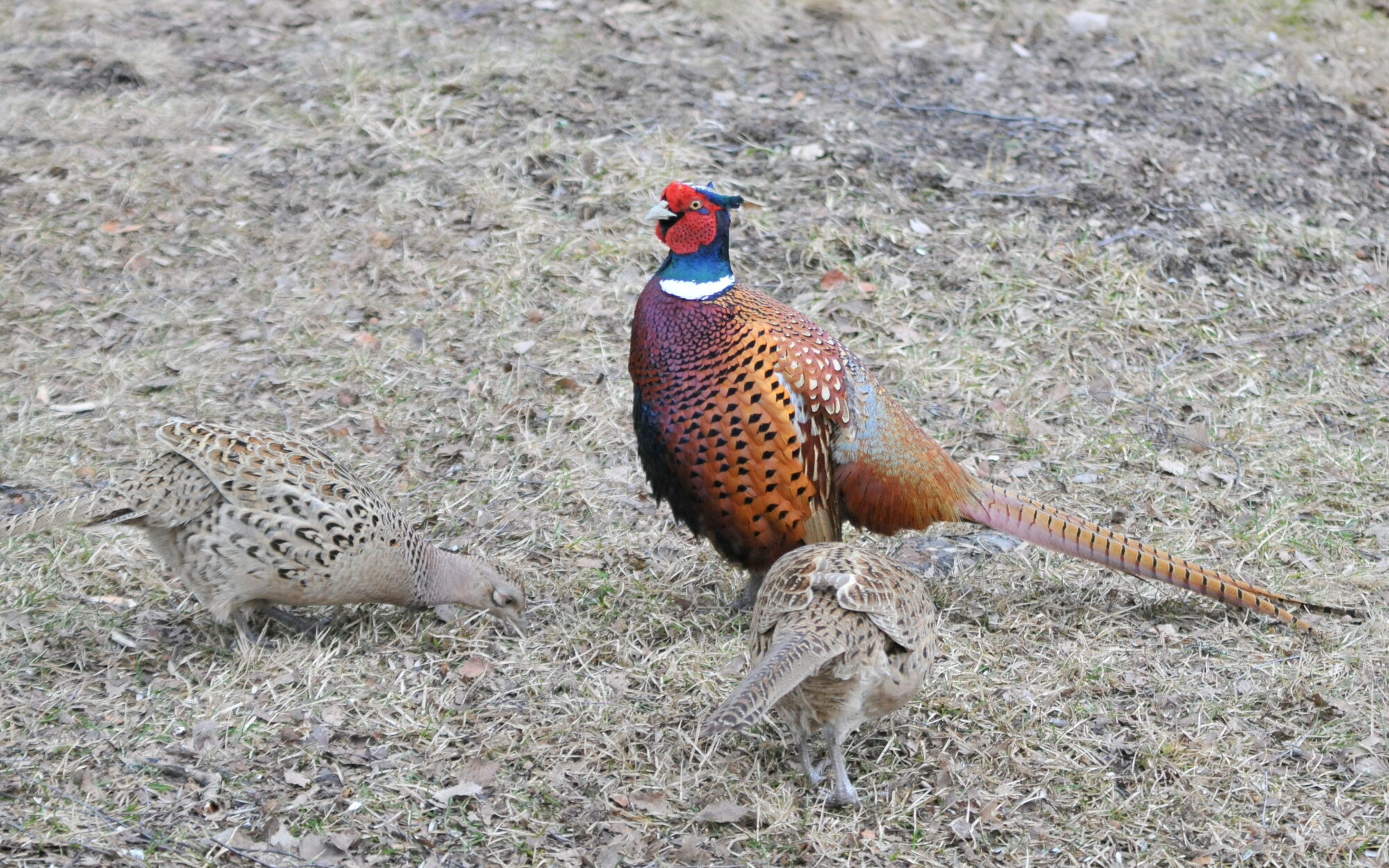 Valokuvaaja: Kaarlo Asikainen