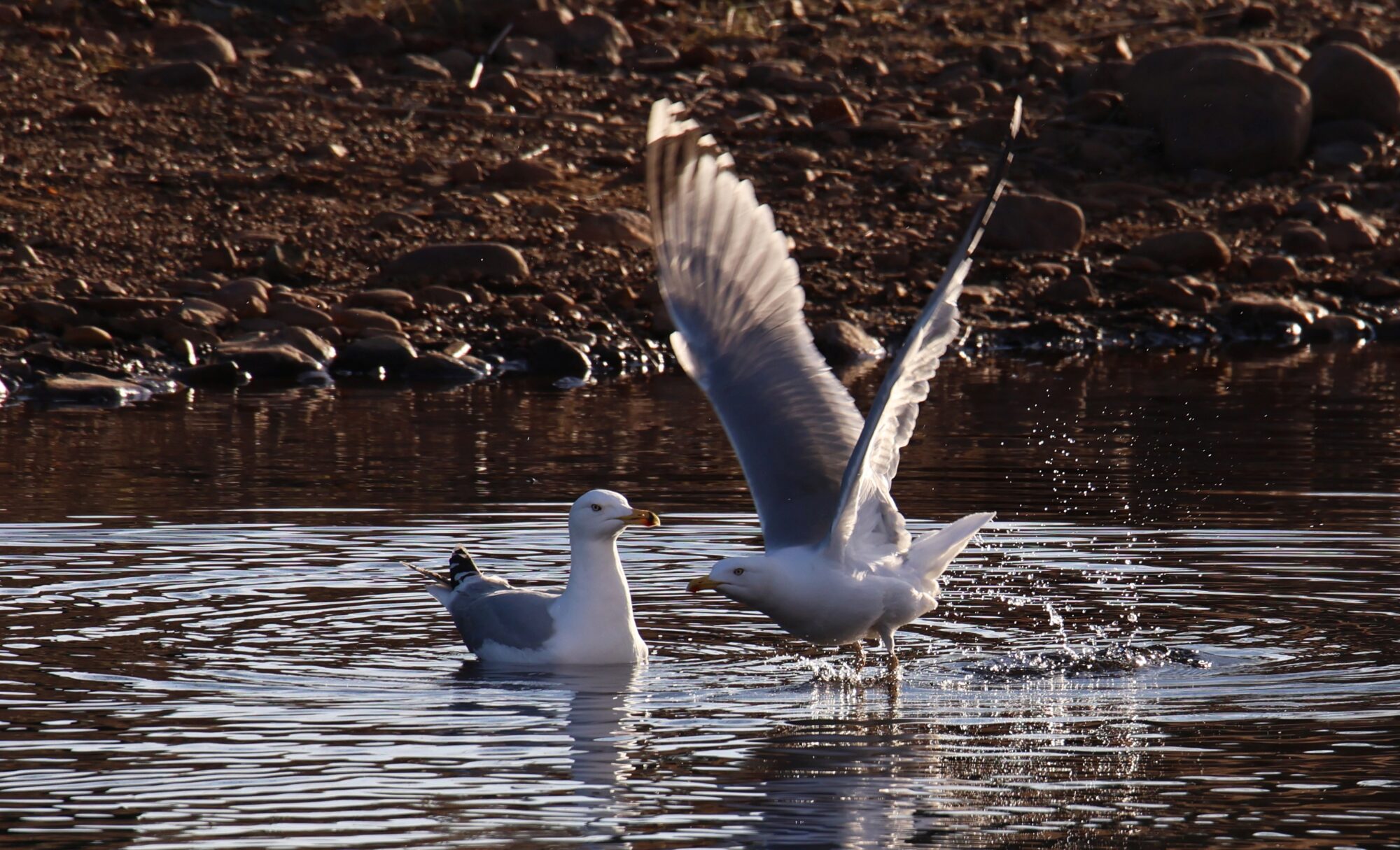 Valokuvaaja: Jaana Saarelainen
