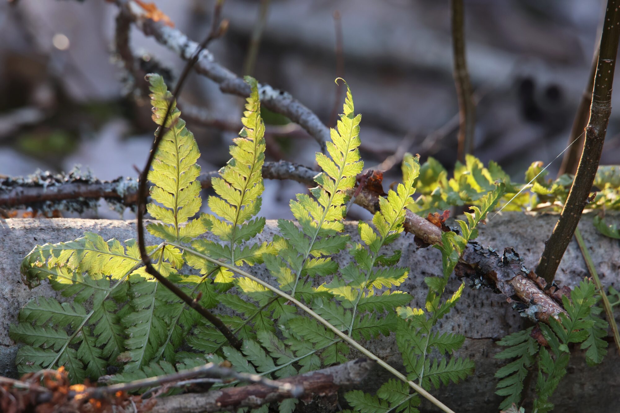 Valokuvaaja: Jaana Saarelainen