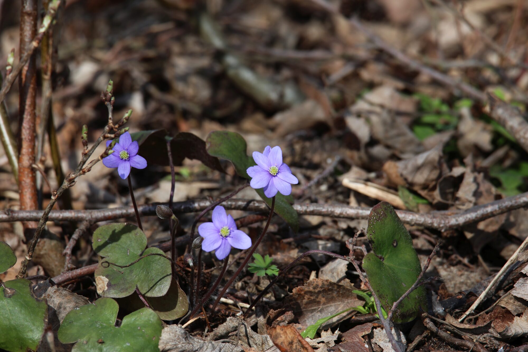 Valokuvaaja: Jaana Saarelainen