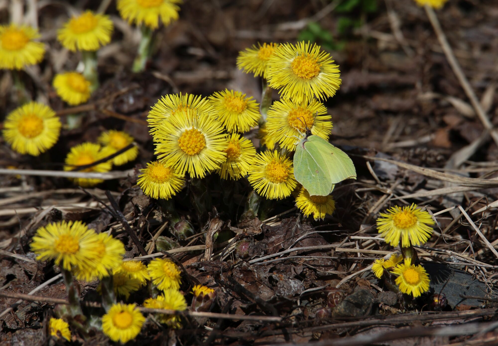 Valokuvaaja: Jaana Saarelainen