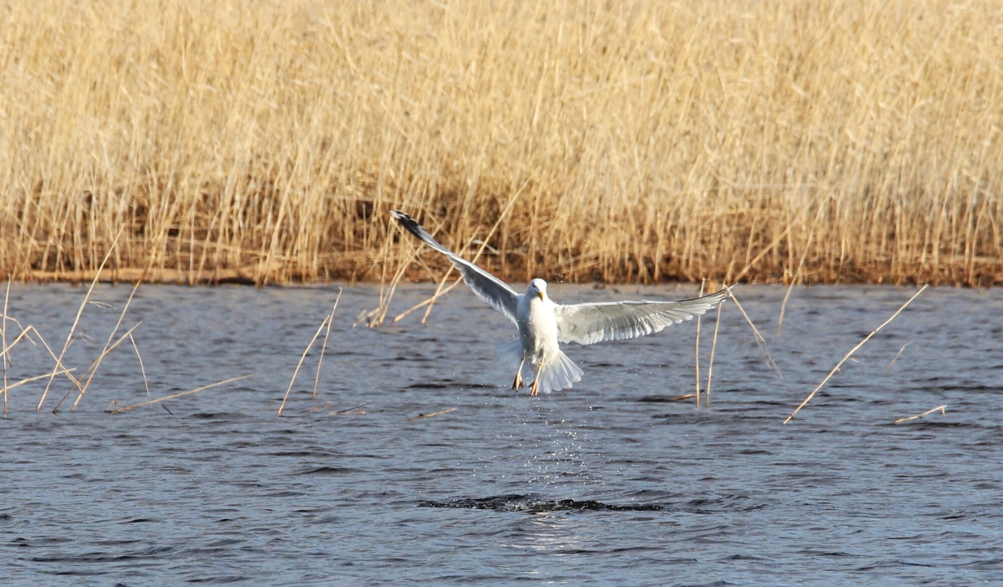 Valokuvaaja: Jaana Saarelainen
