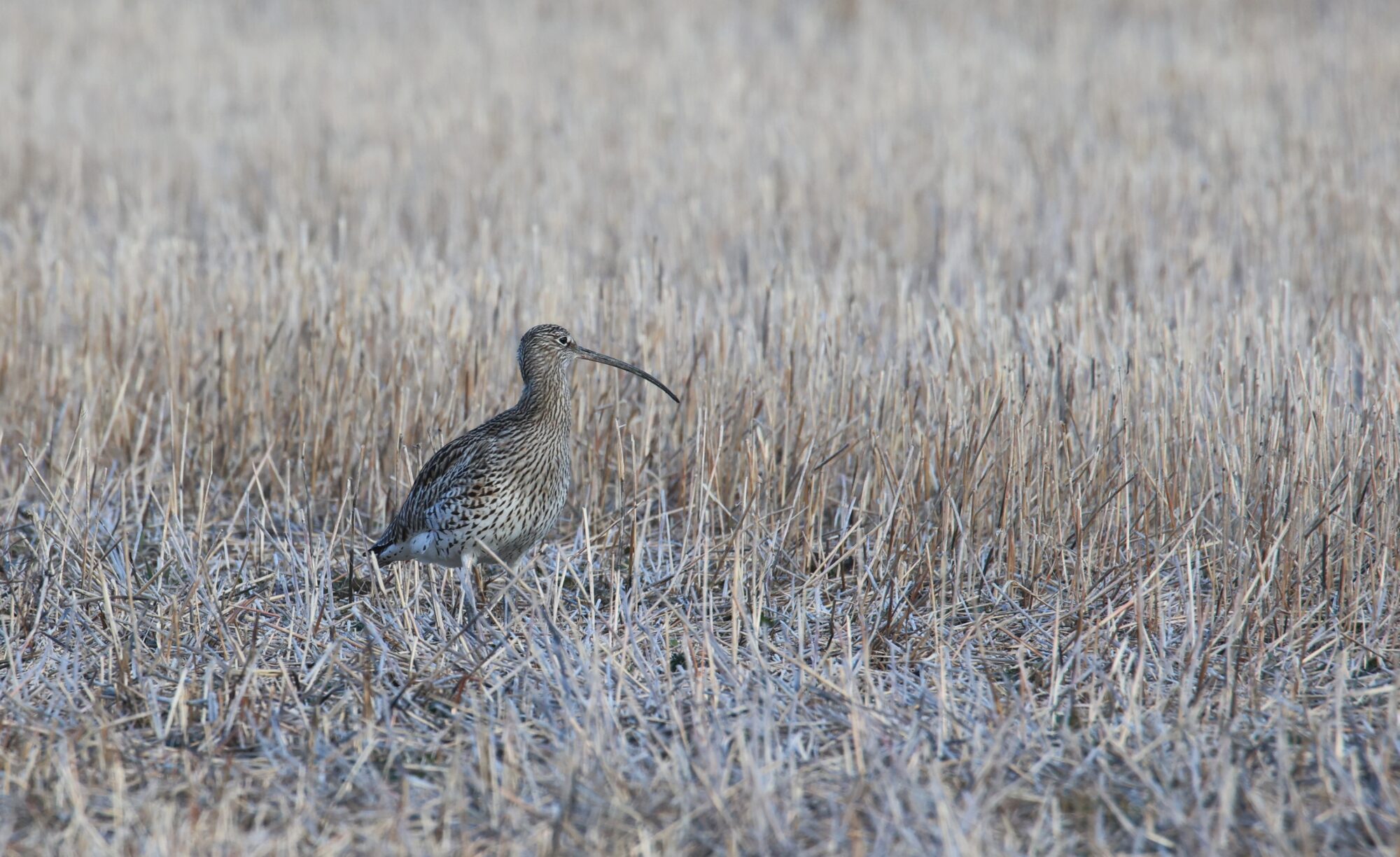Valokuvaaja: Jaana Saarelainen