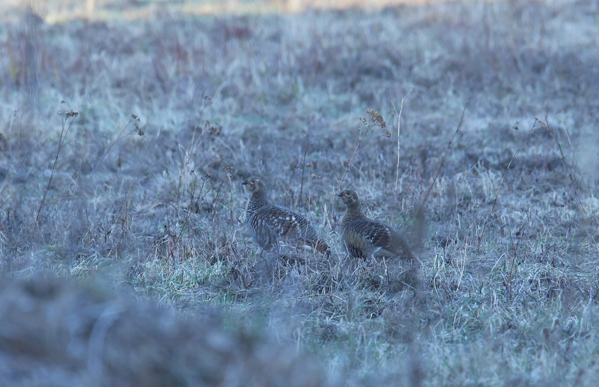 Valokuvaaja: Jaana Saarelainen