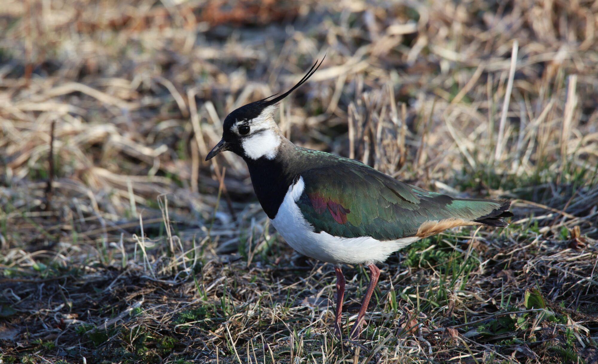 Valokuvaaja: Jaana Saarelainen