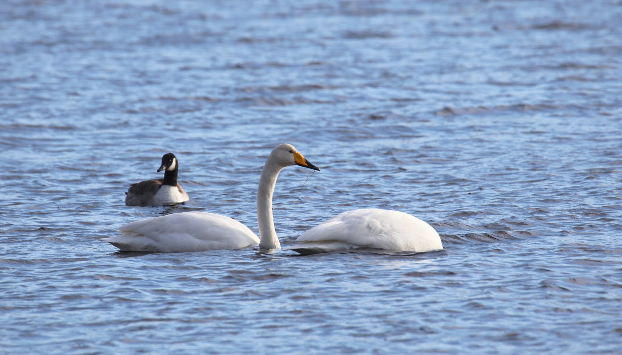 Valokuvaaja: Jaana Saarelainen