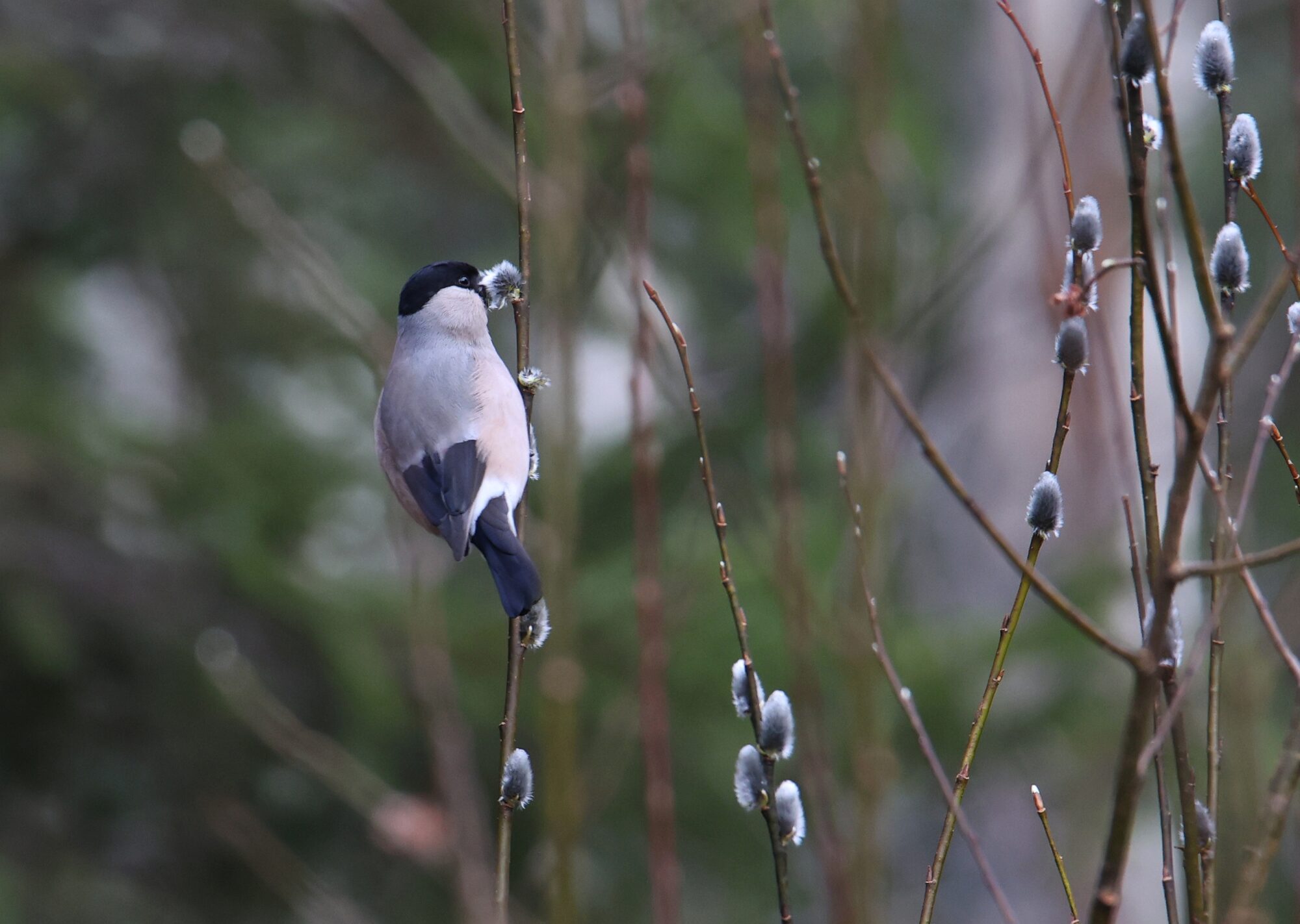 Valokuvaaja: Jaana Saarelainen