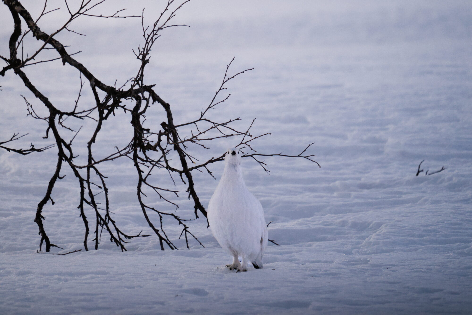 Valokuvaaja: Ukko Hautala