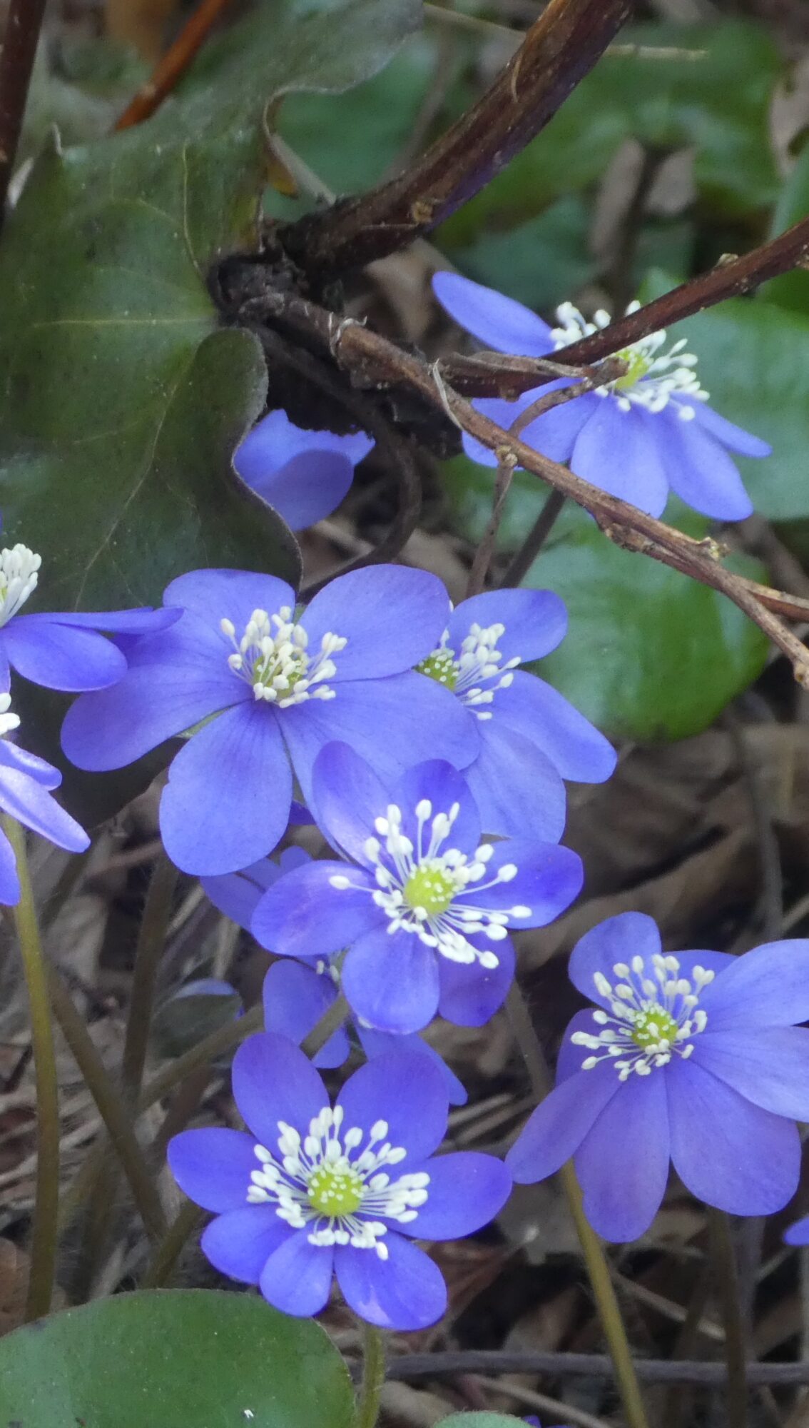 Valokuvaaja: Anja Mustamaa