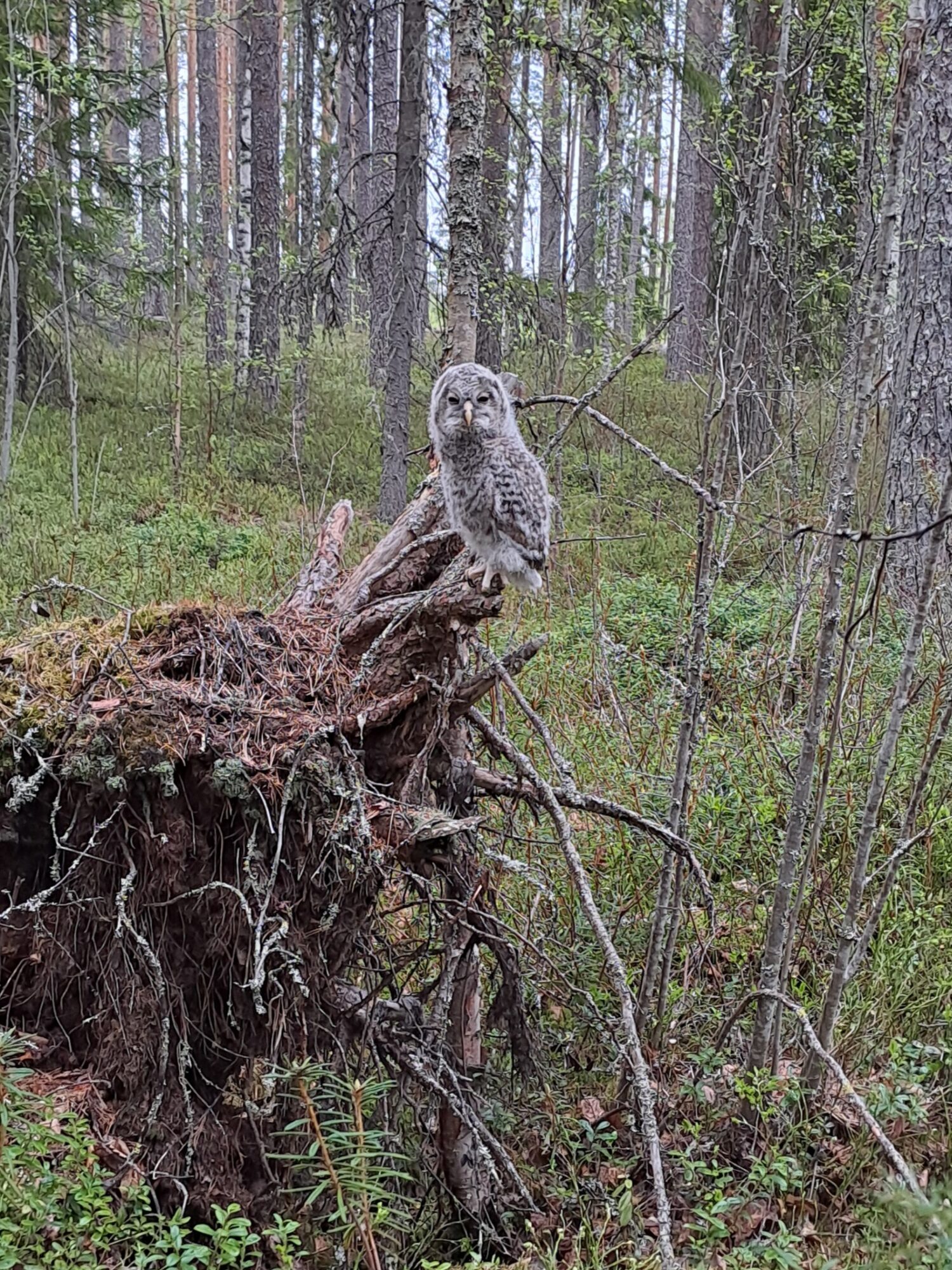 Valokuvaaja: Kaisa Marila