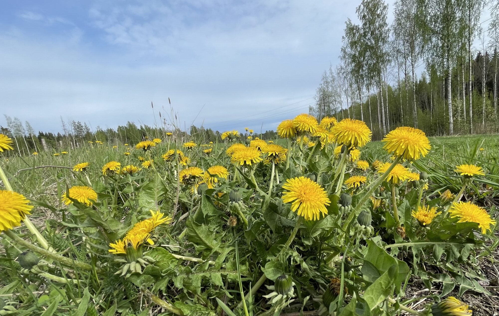 Valokuvaaja: Liisa Niiva-Korpela