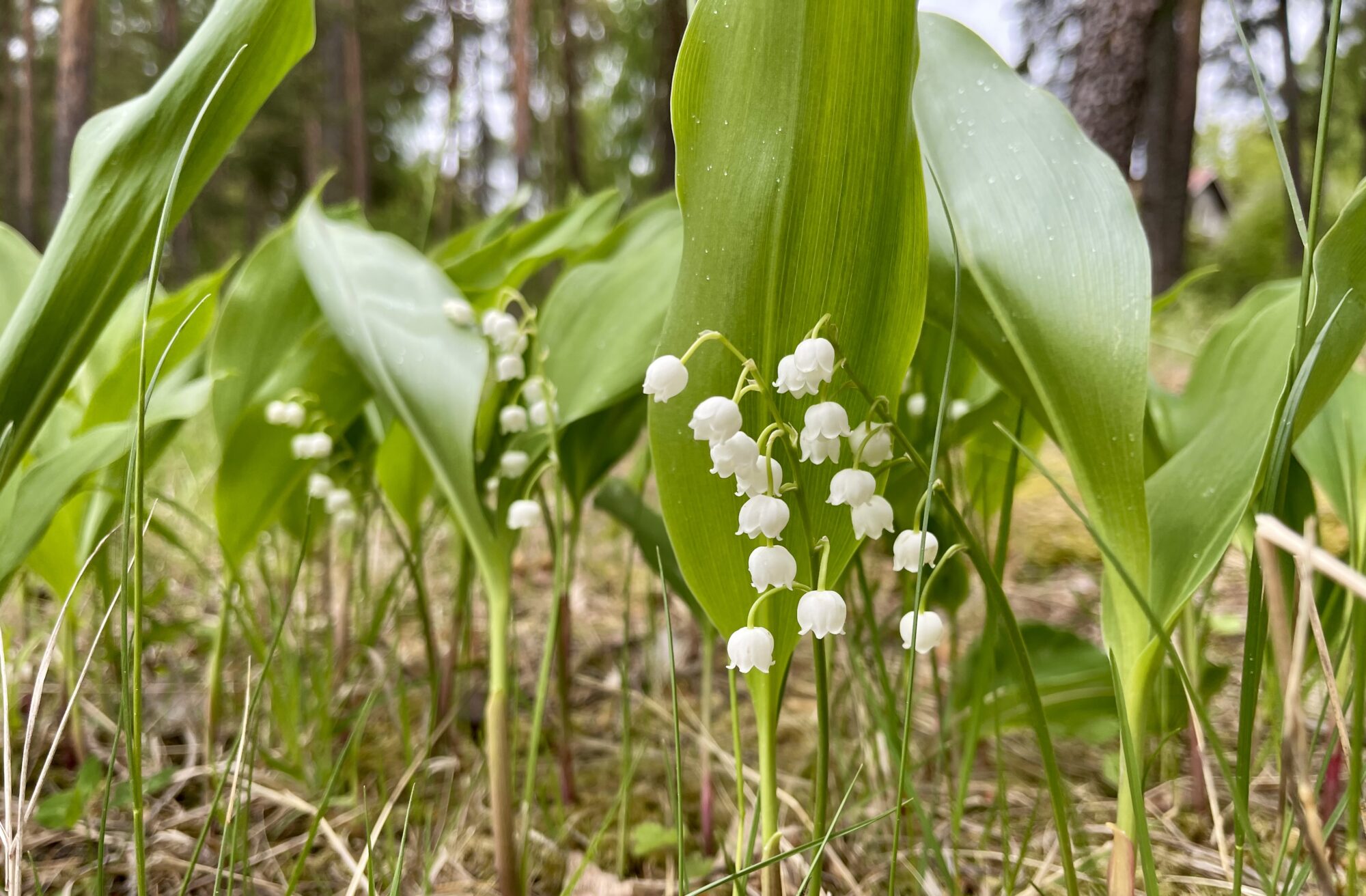 Valokuvaaja: Liisa Niiva-Korpela