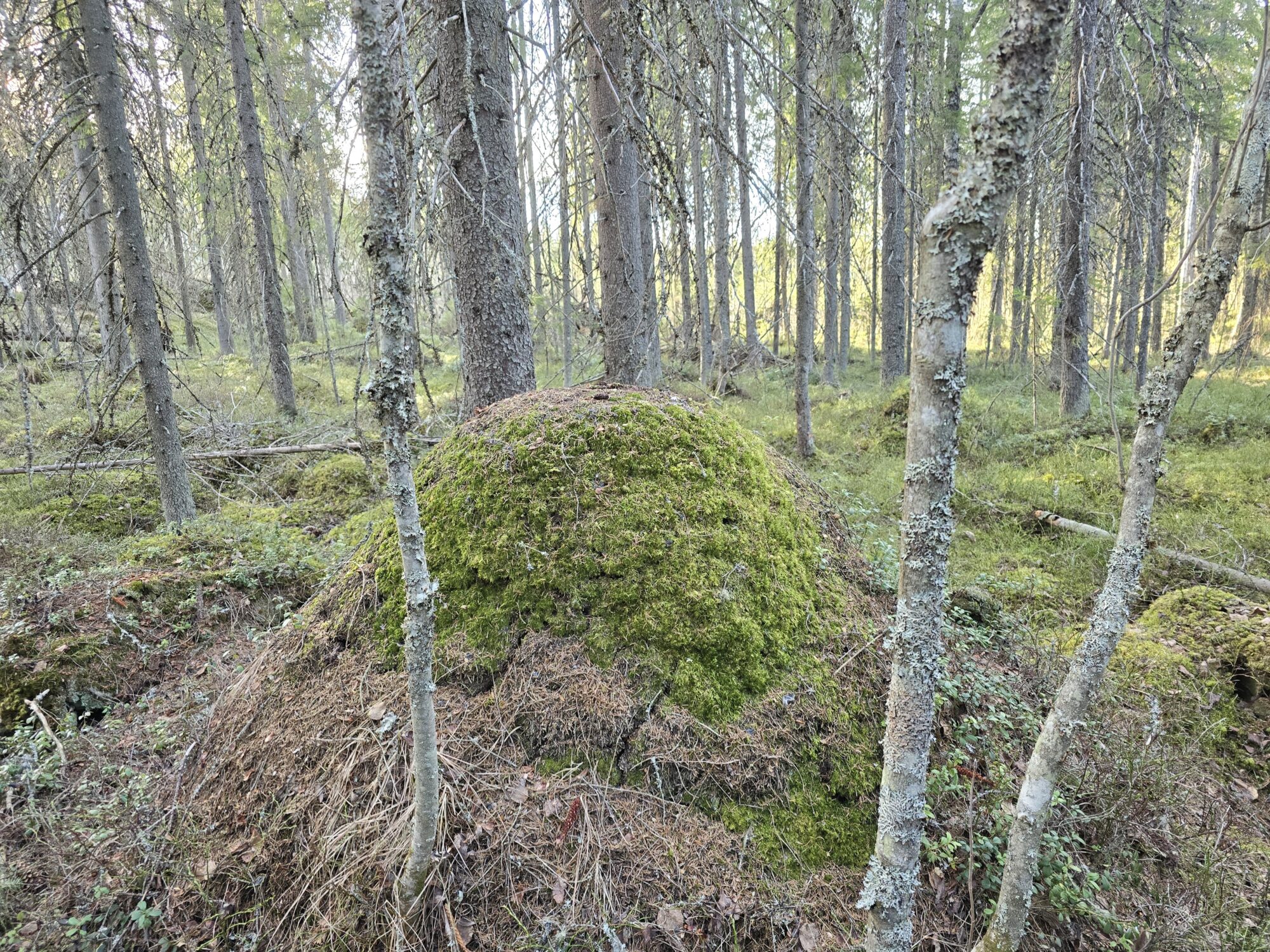 Valokuvaaja: Jaana Saarelainen