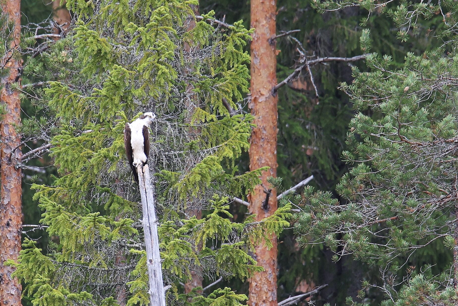Valokuvaaja: Jaana Saarelainen
