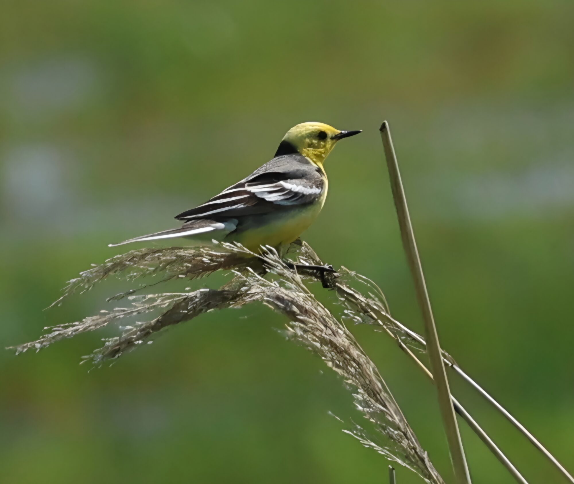 Valokuvaaja: Hanna Rönty