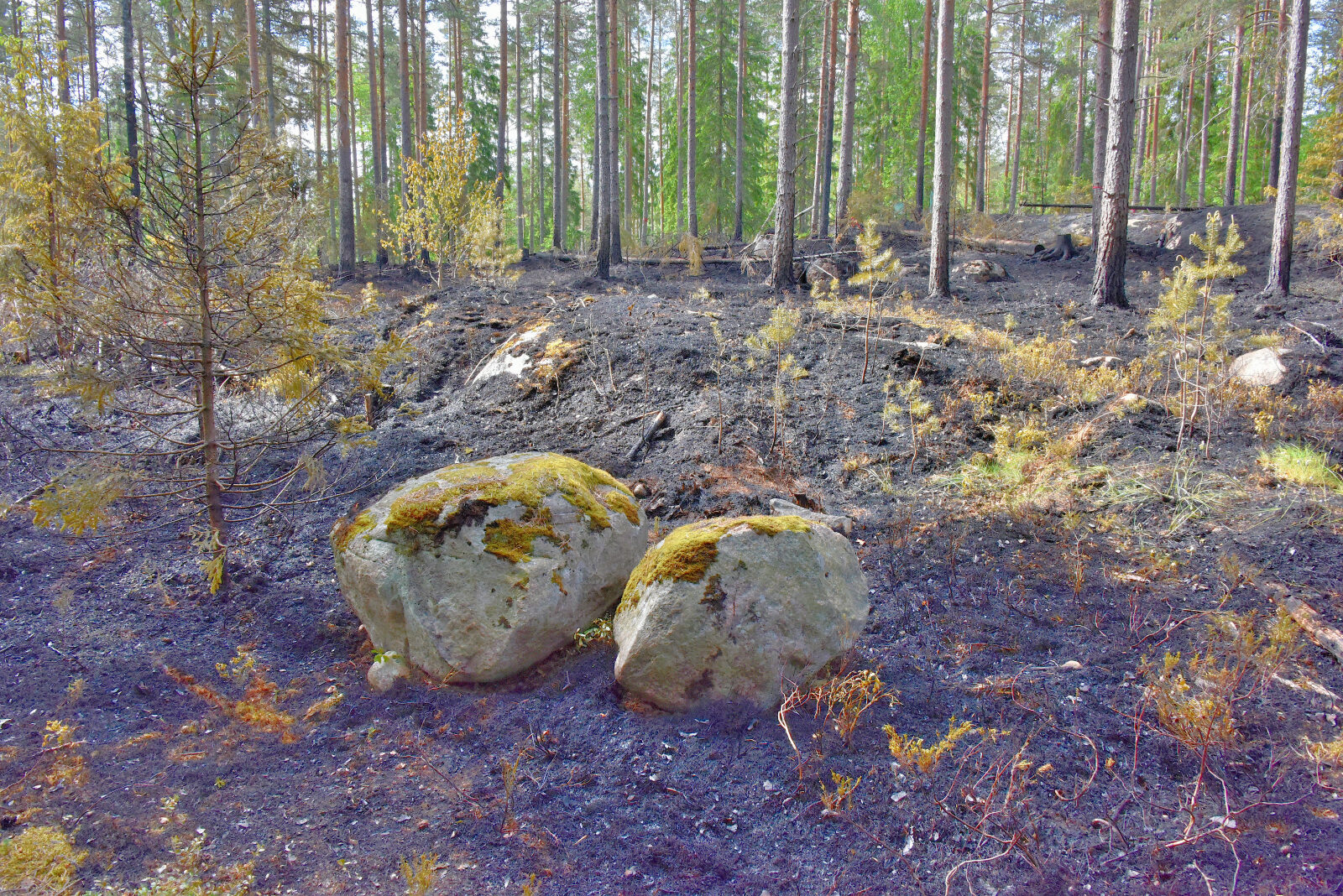 Valokuvaaja: Reijo Juurinen