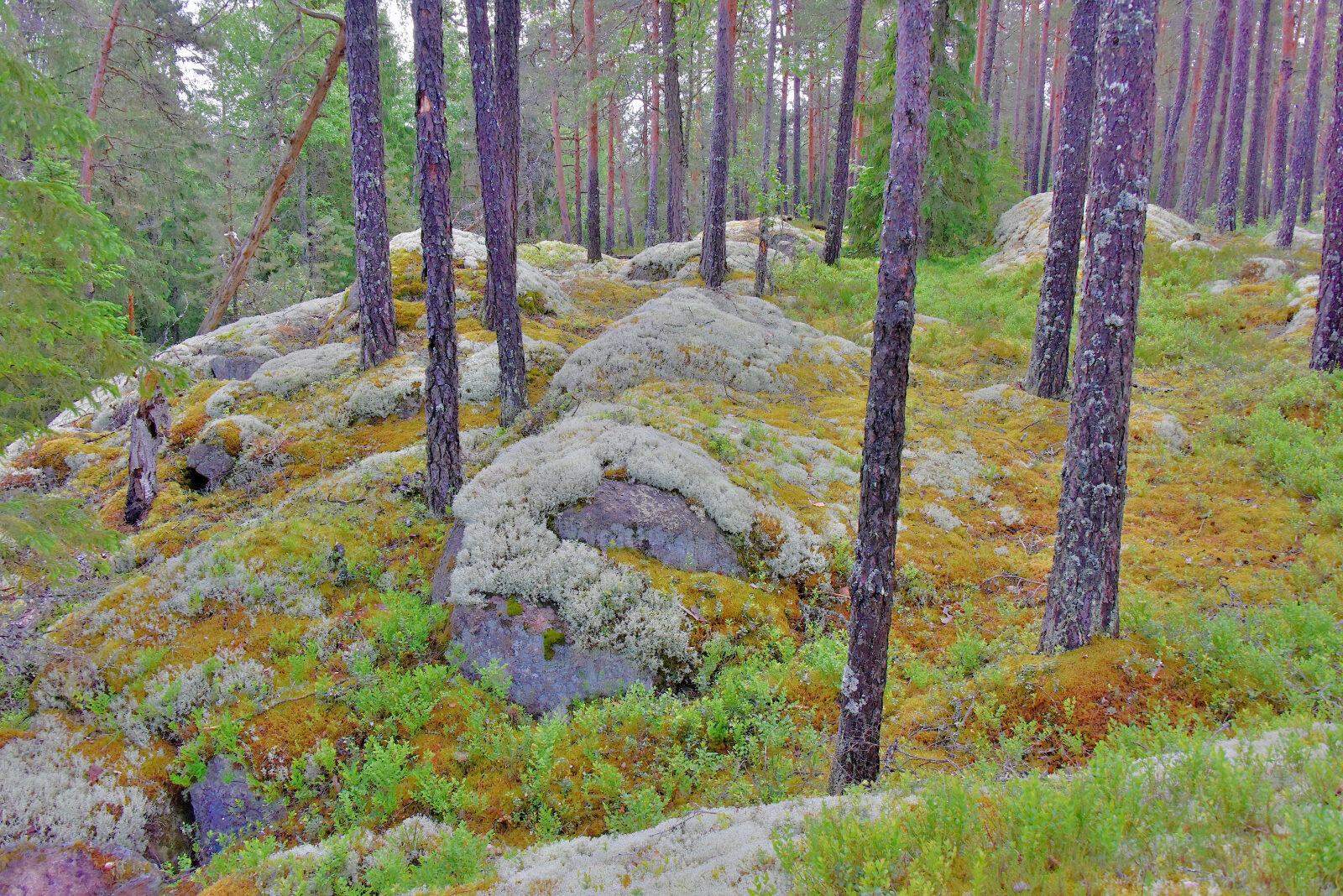 Valokuvaaja: Reijo Juurinen