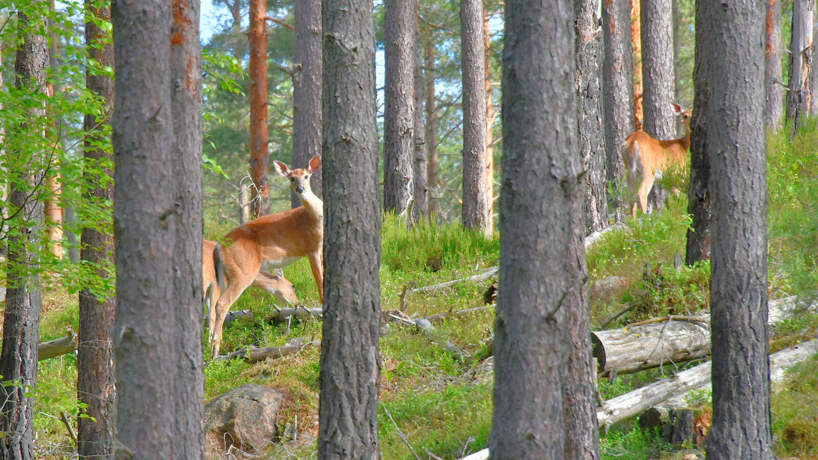 Valokuvaaja: Reijo Juurinen