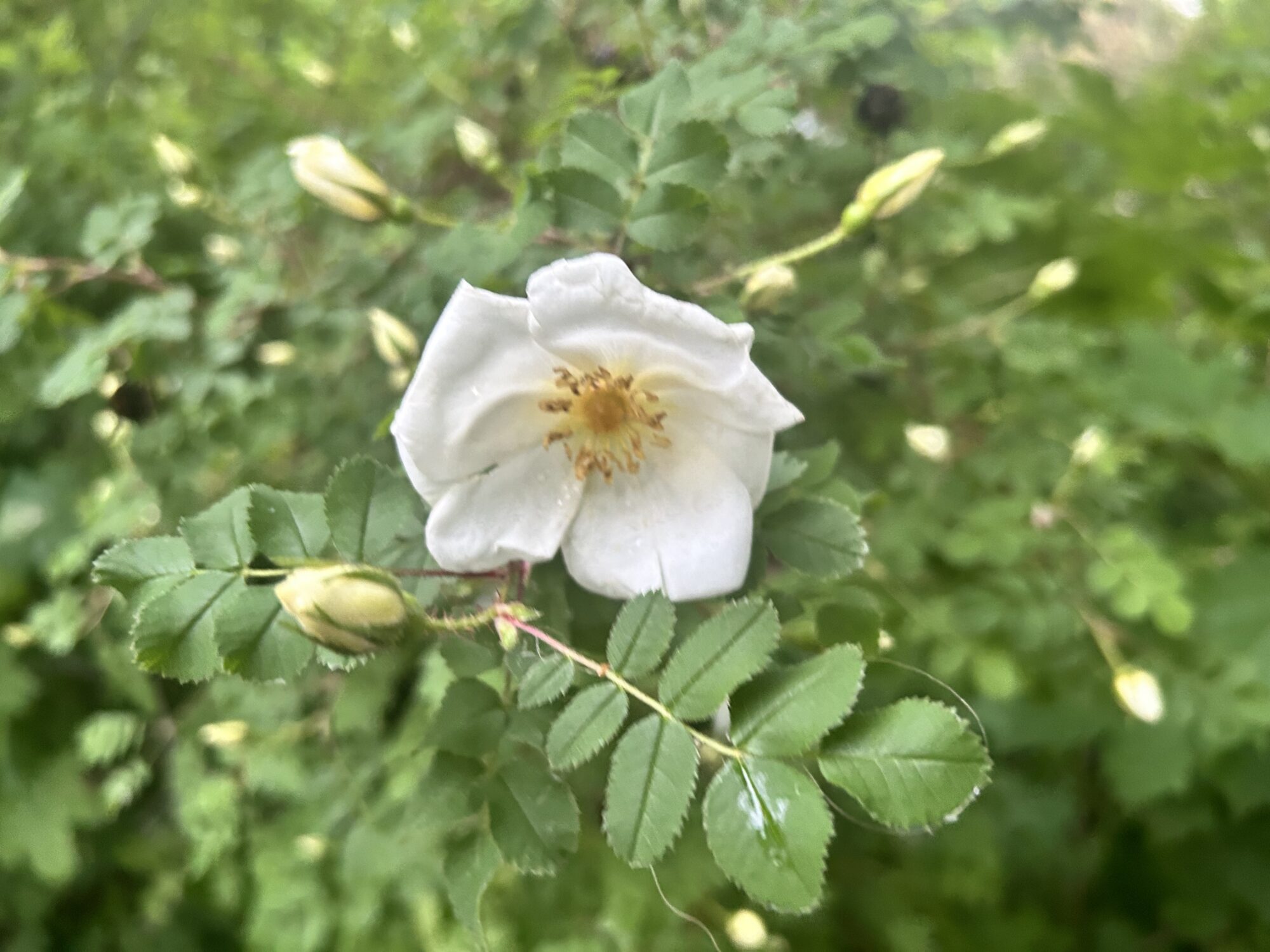 Valokuvaaja: Tapio Keinonen