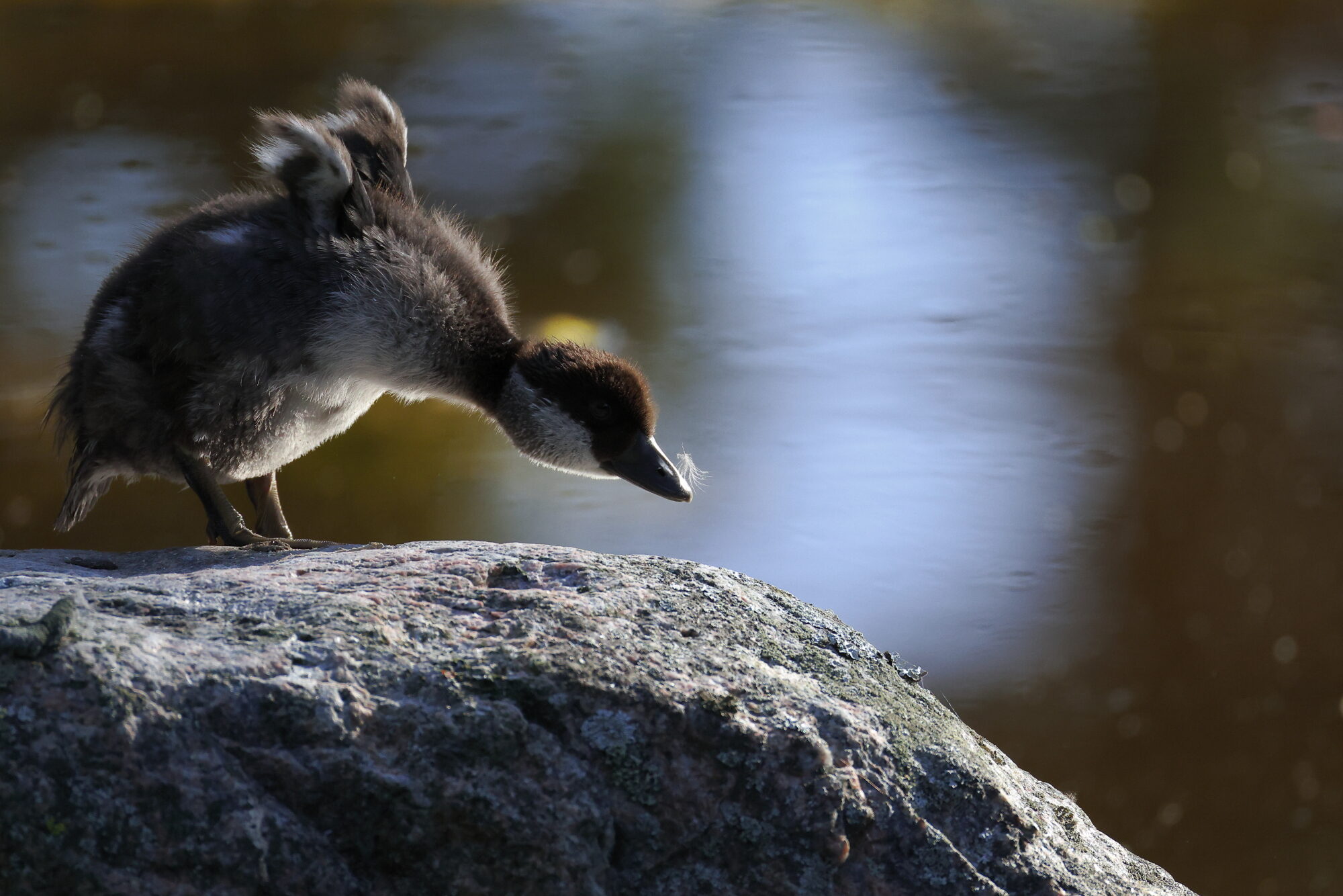 Valokuvaaja: Jouni Kalliomäki