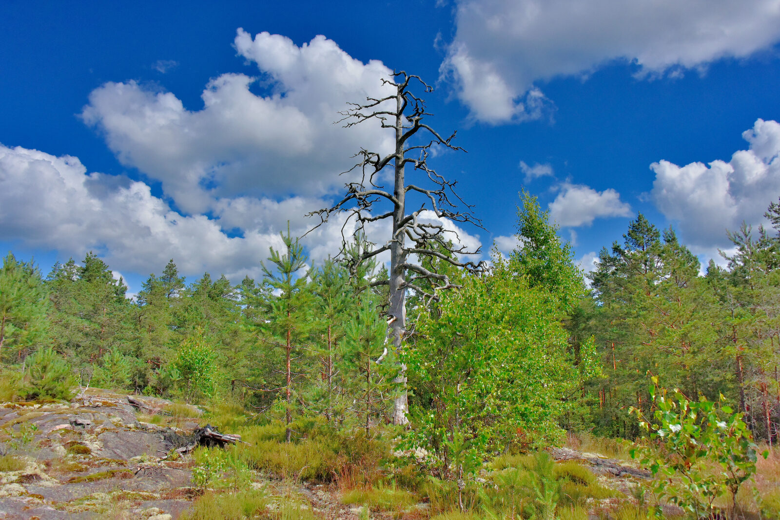 Valokuvaaja: Reijo Juurinen