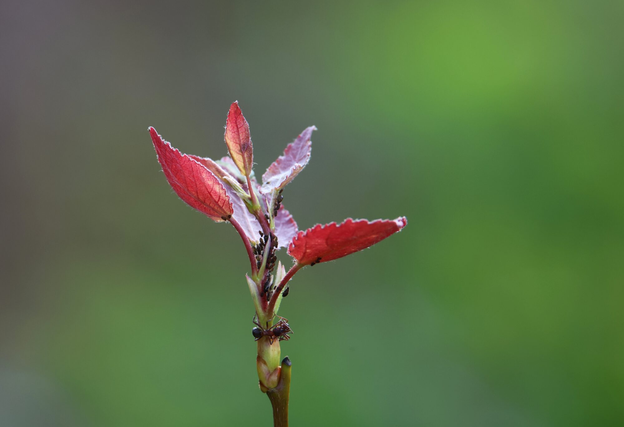 Valokuvaaja: Jaana Saarelainen