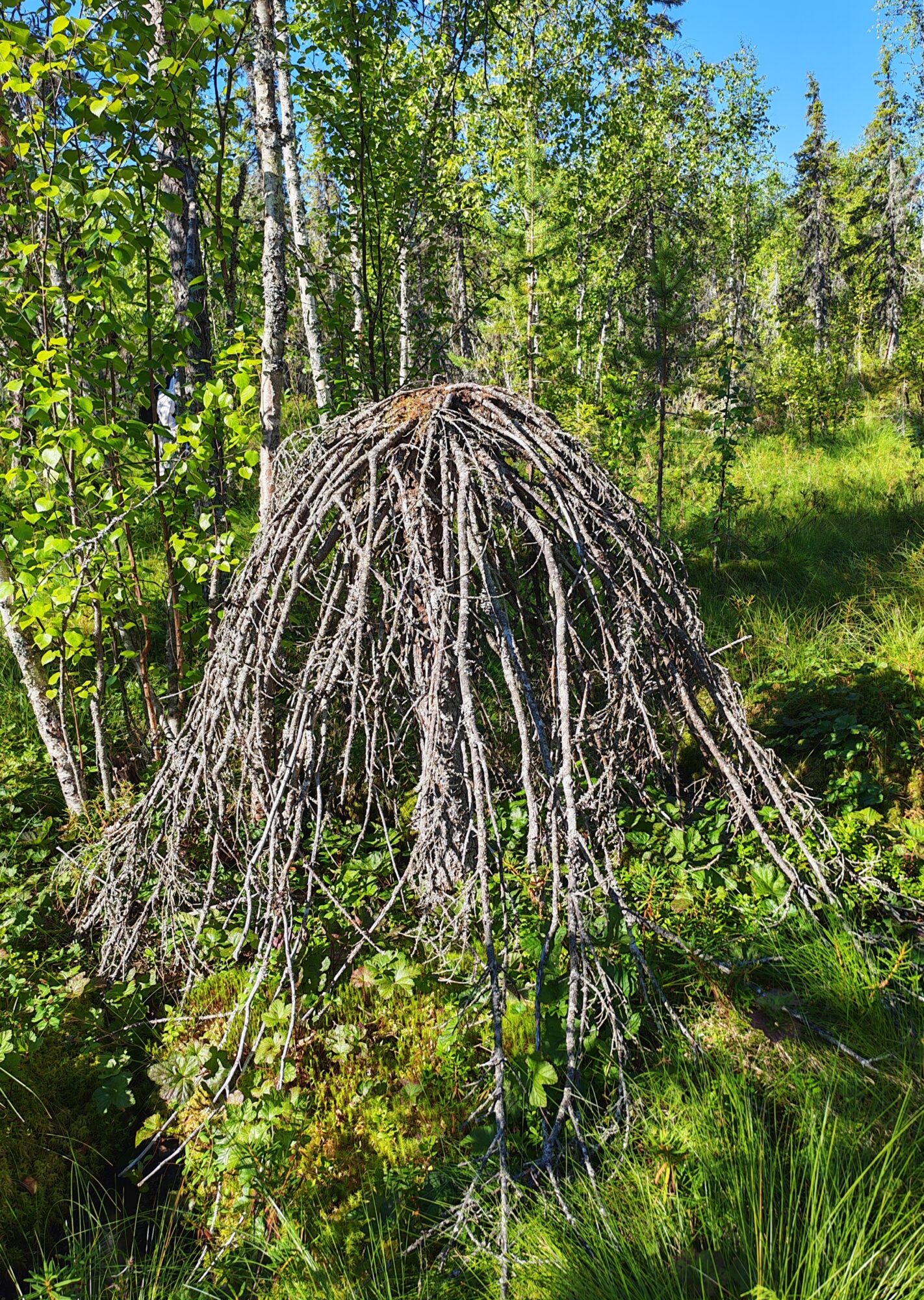Valokuvaaja: Tuula Loppukaarre