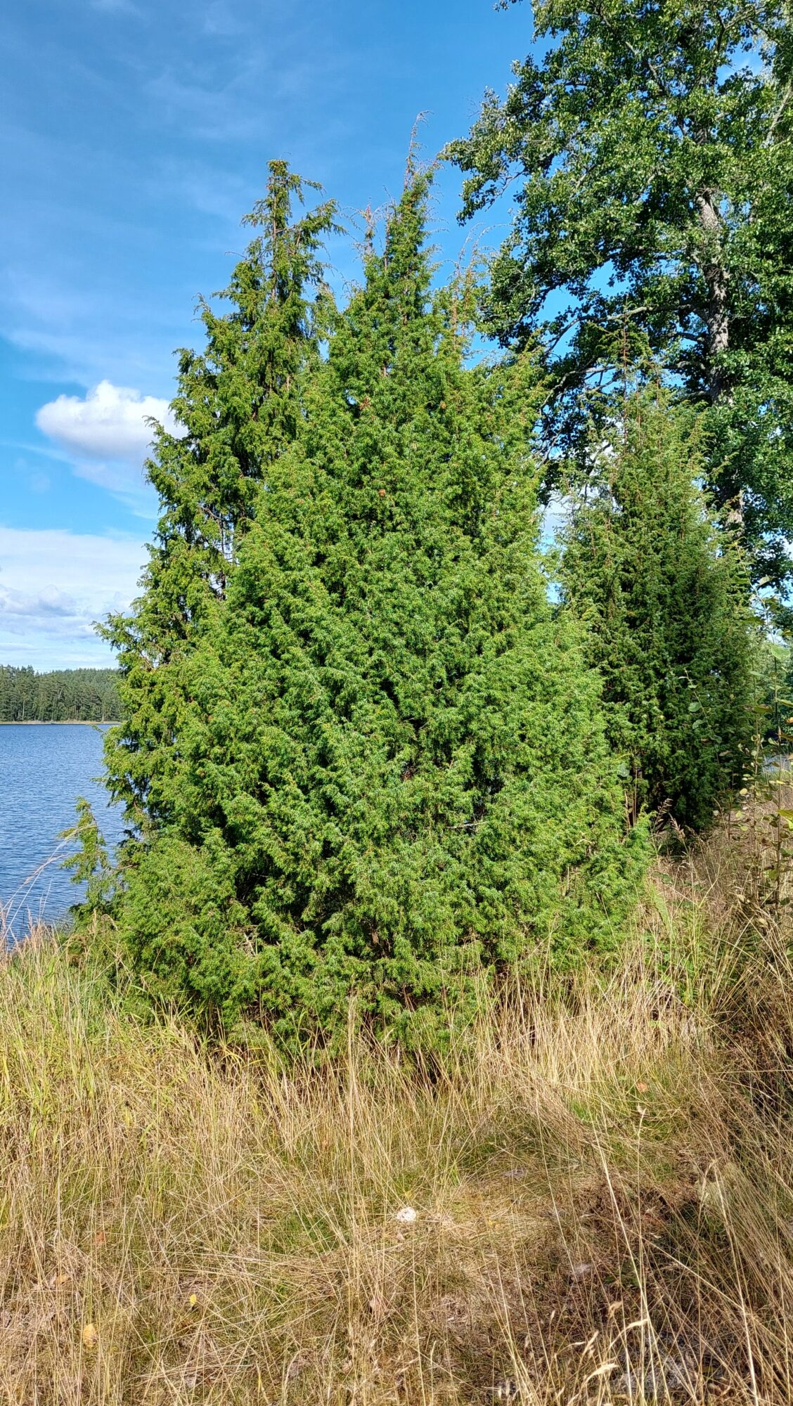 Valokuvaaja: Tarja Naukkarinen