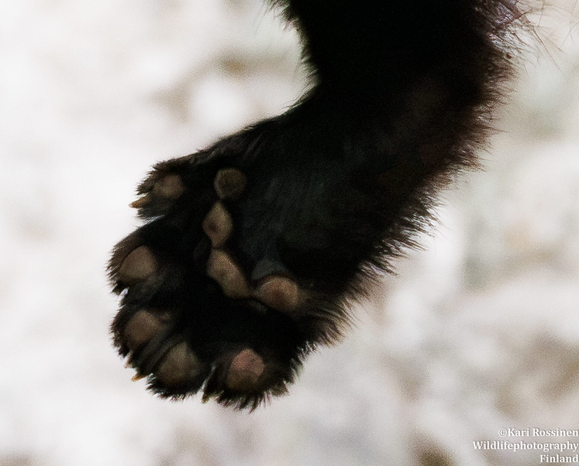 Valokuvaaja: Kari Rossinen